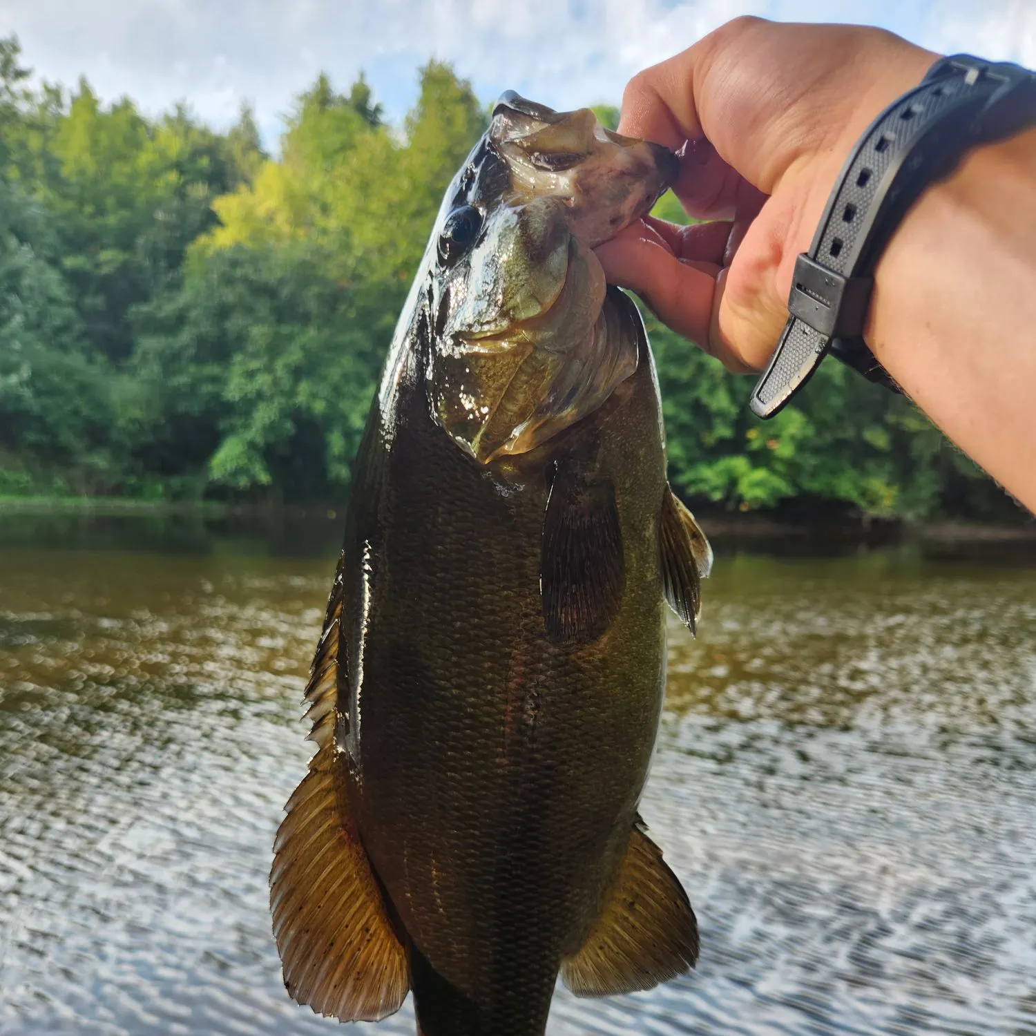 Smallmouth bass caught on Fishbrain