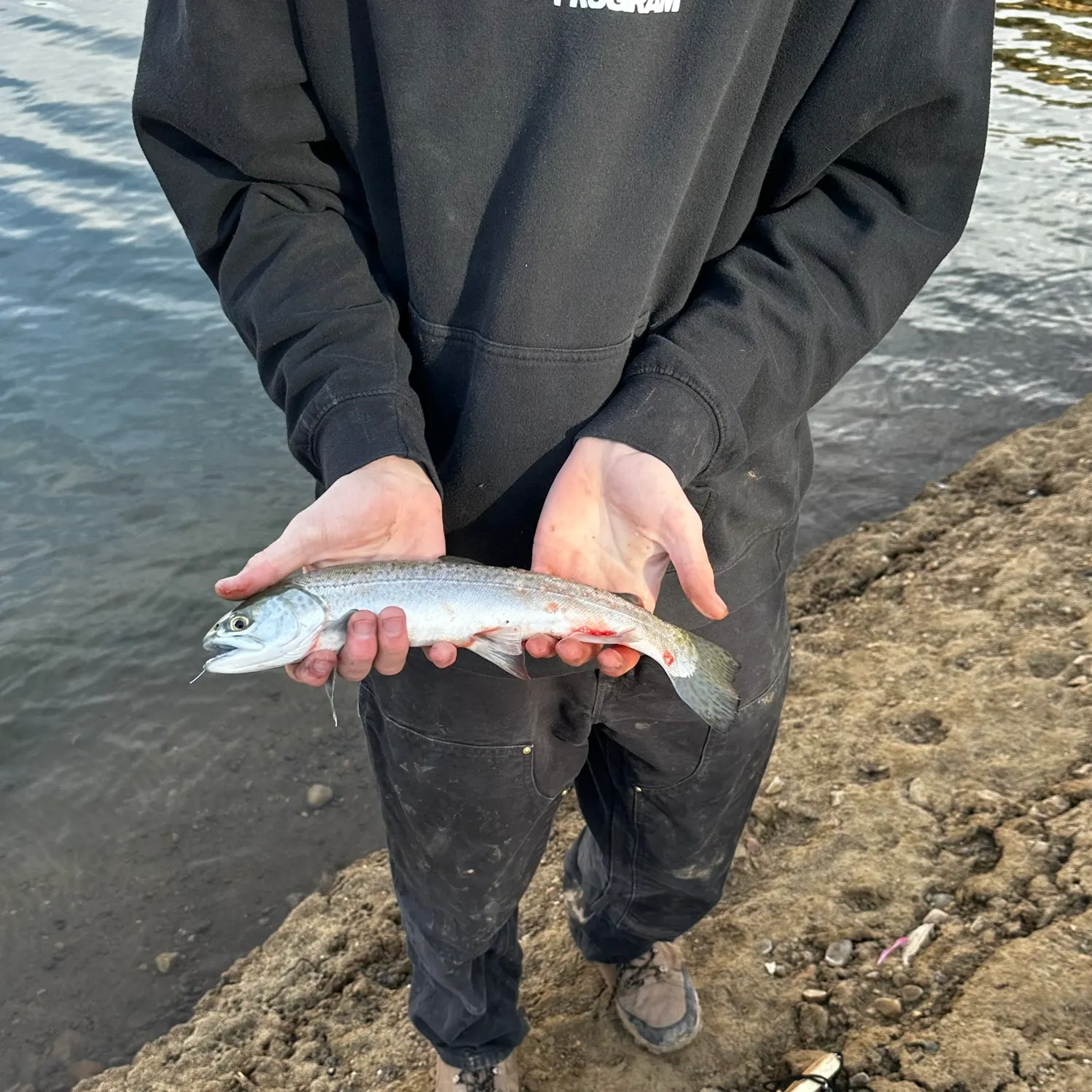 The most recent Kokanee salmon catches on Fishbrain