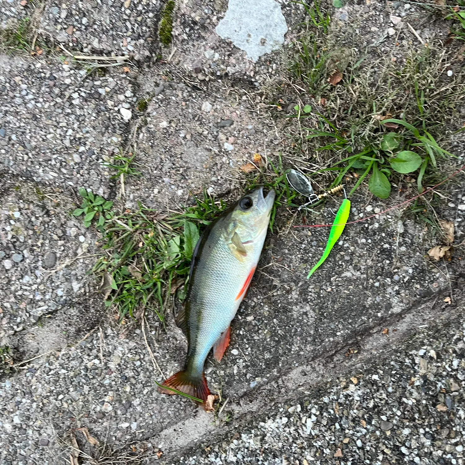 European perch caught on Fishbrain