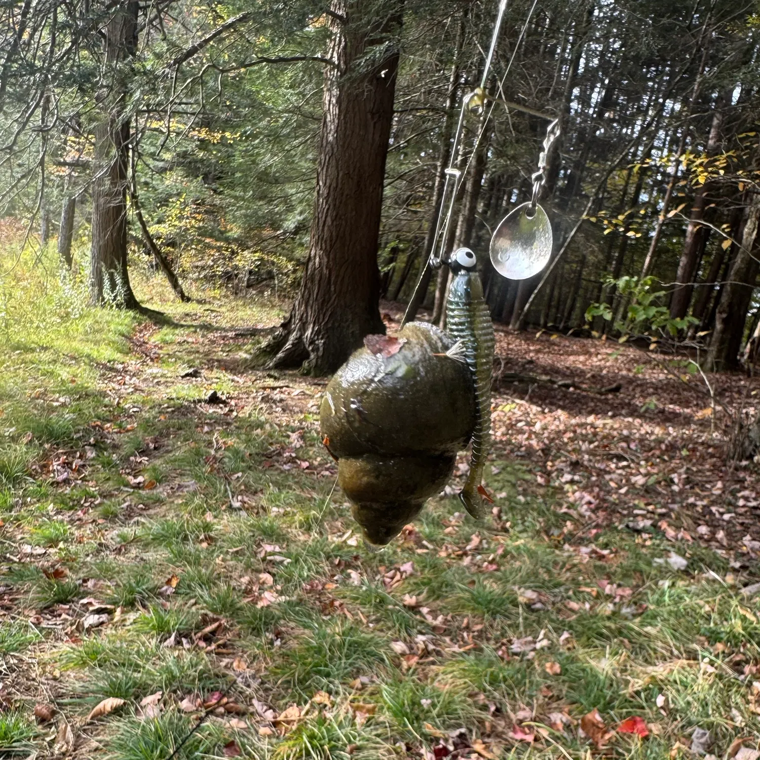 Fish caught on Fishbrain