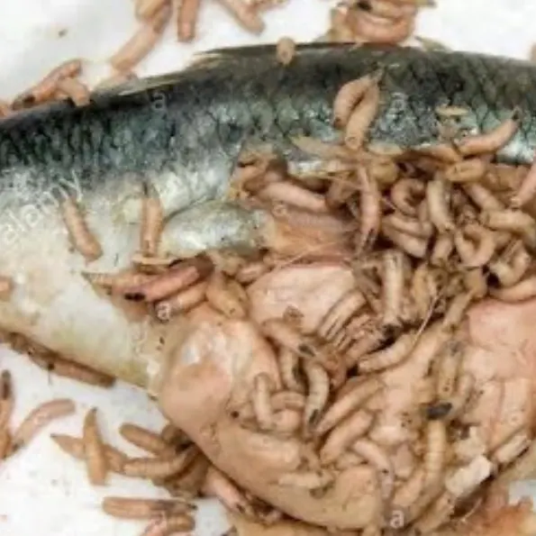 American gizzard shad caught on Fishbrain