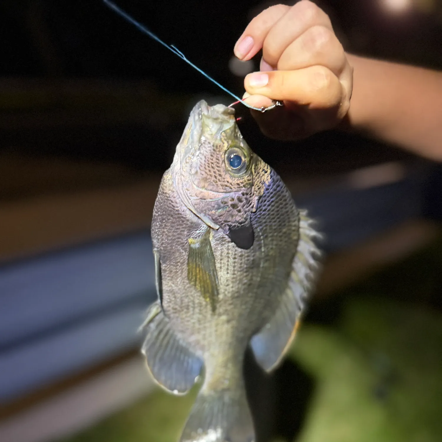 Bluegill caught on Fishbrain