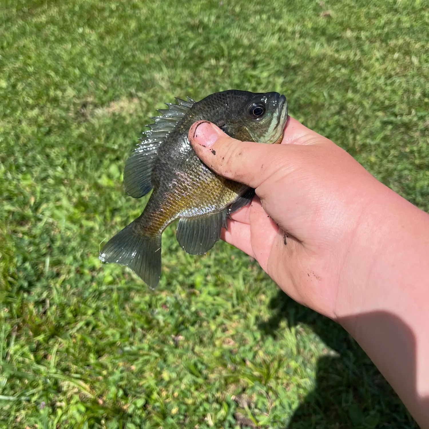 Bluegill caught on Fishbrain