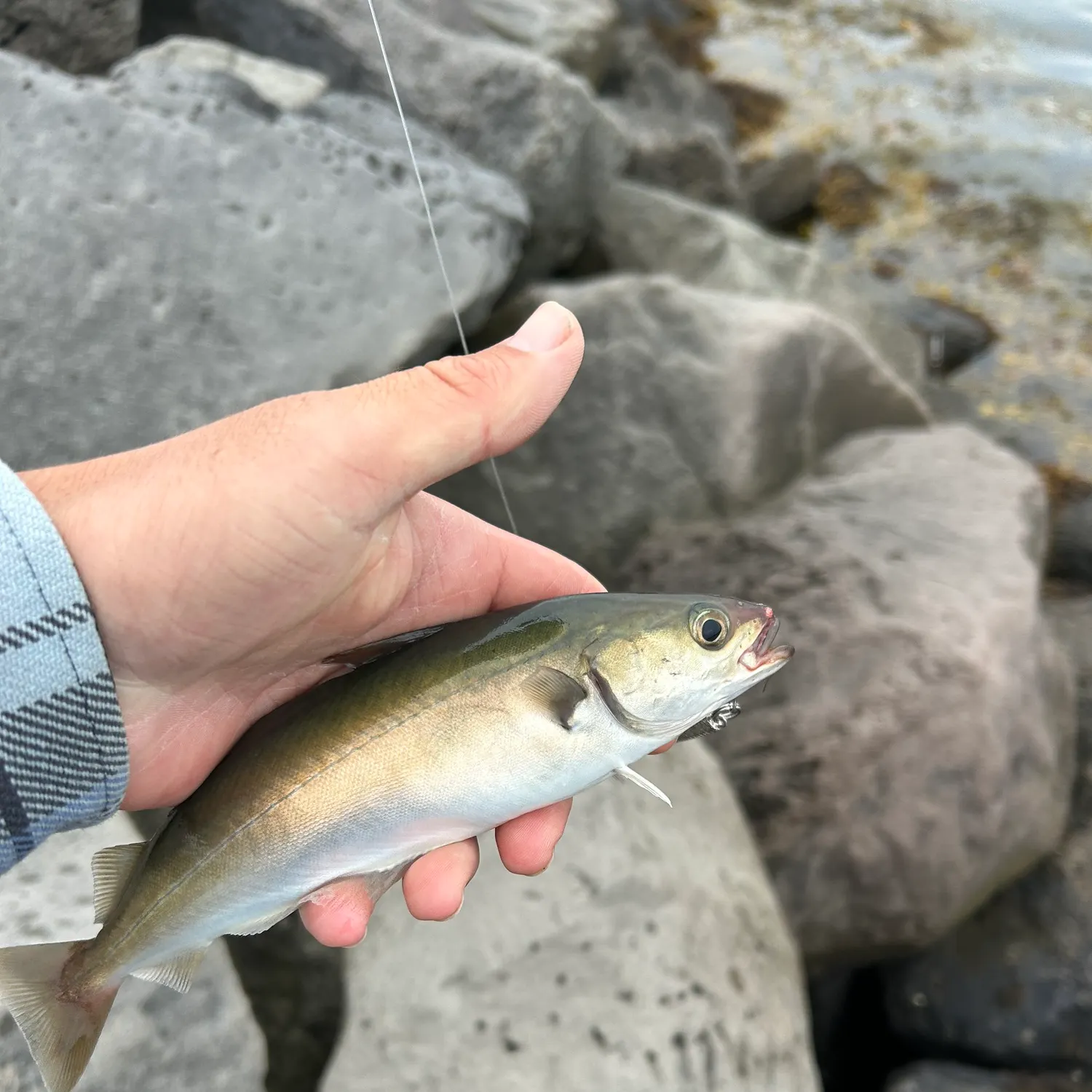Pollack caught on Fishbrain