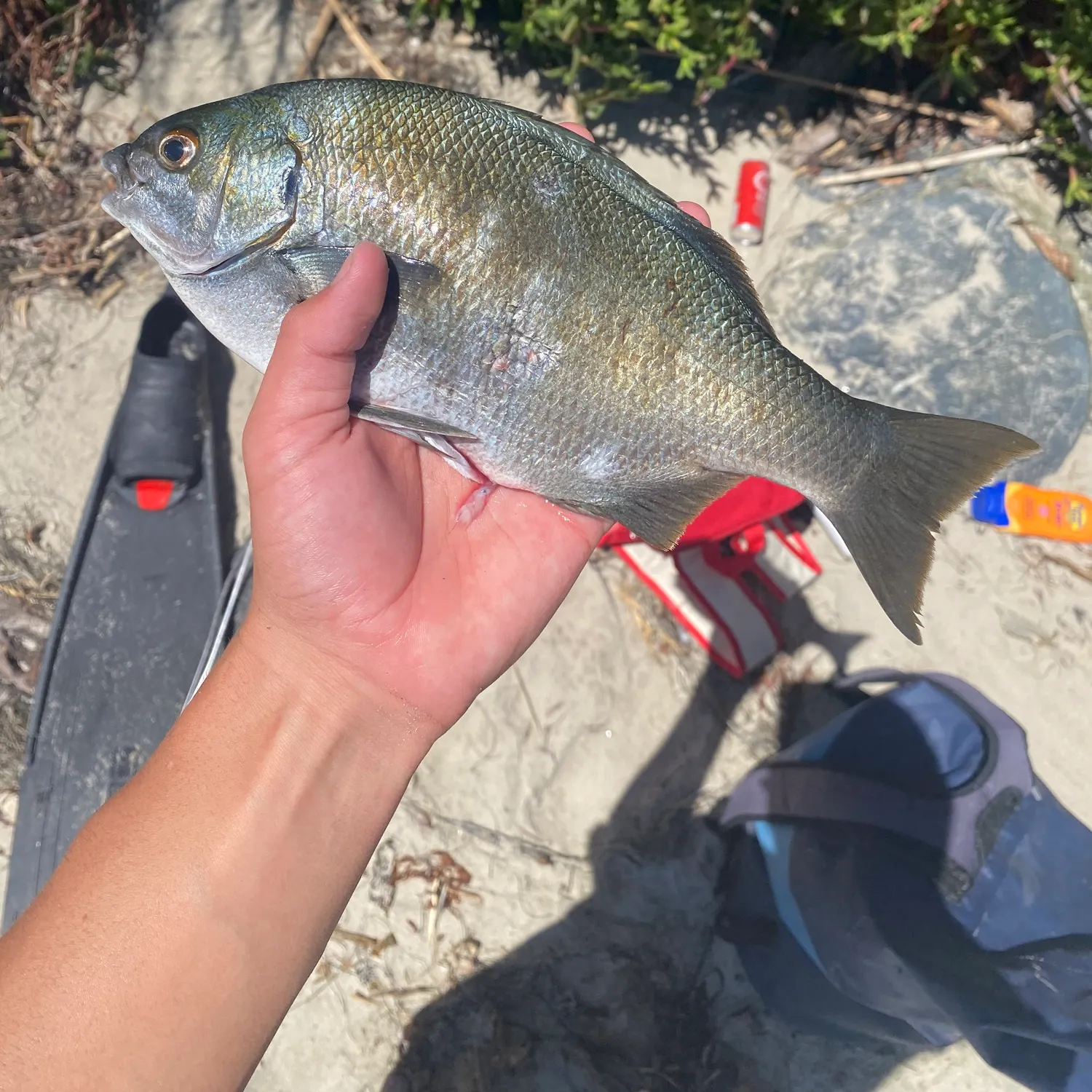 The most recent Zebra-perch sea chub catches on Fishbrain
