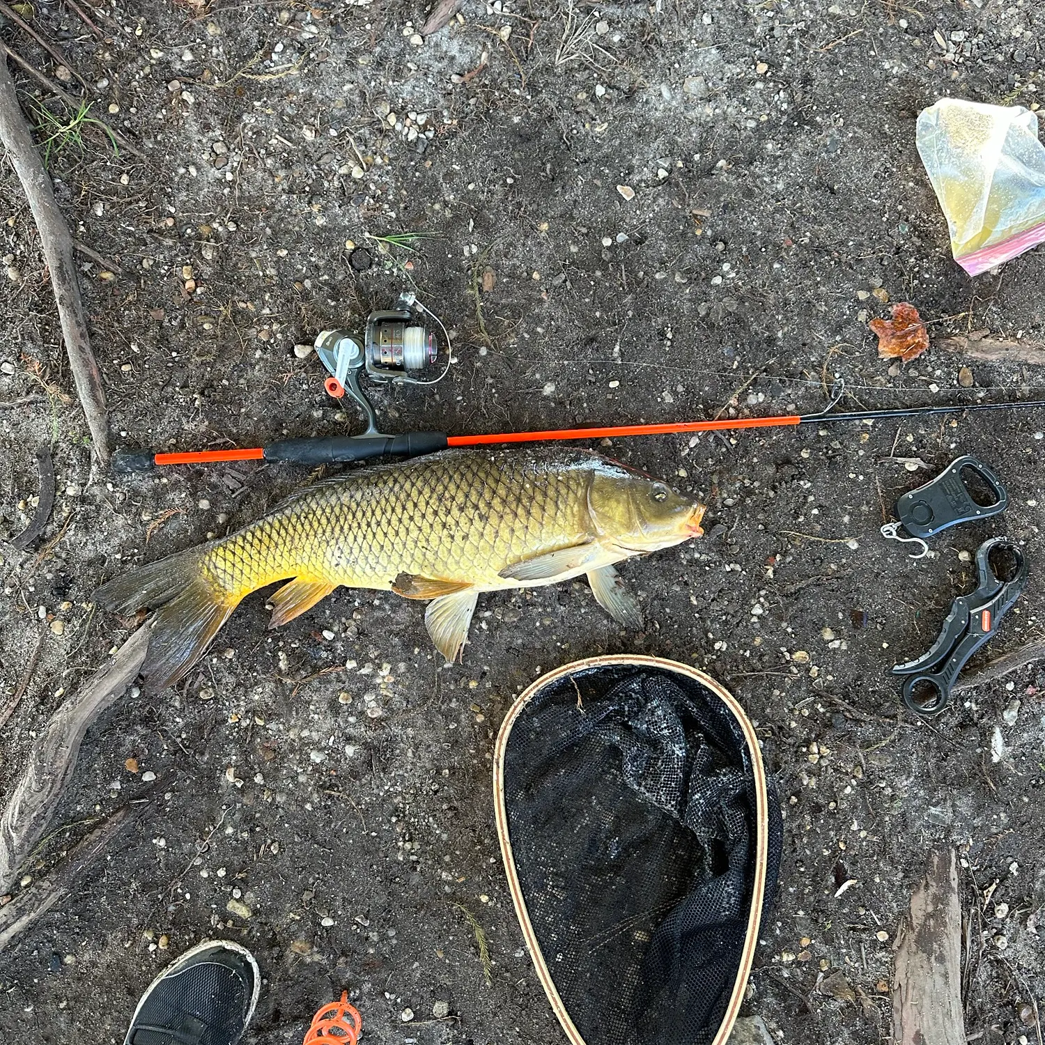 Common carp caught on Fishbrain