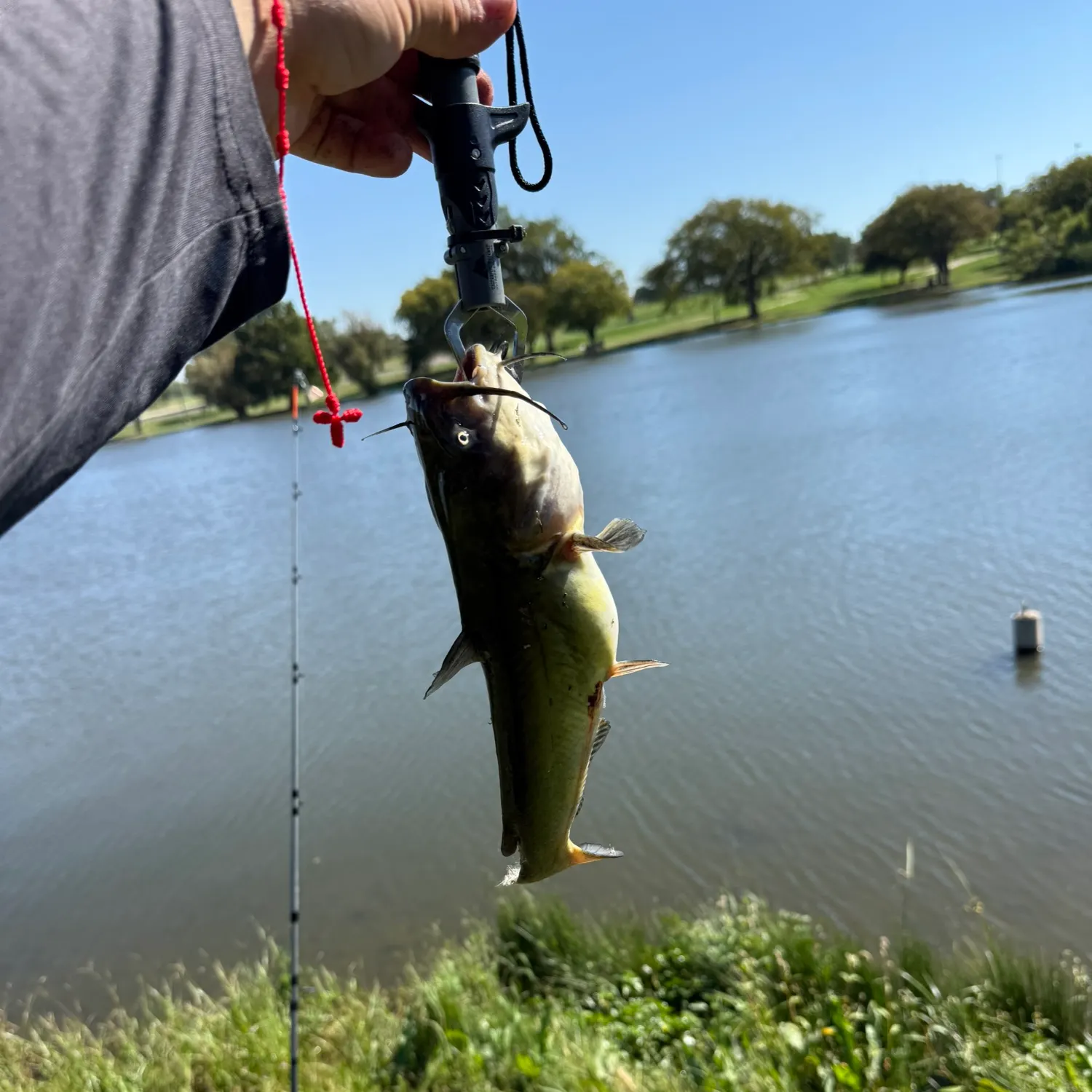 Black bullhead caught on Fishbrain