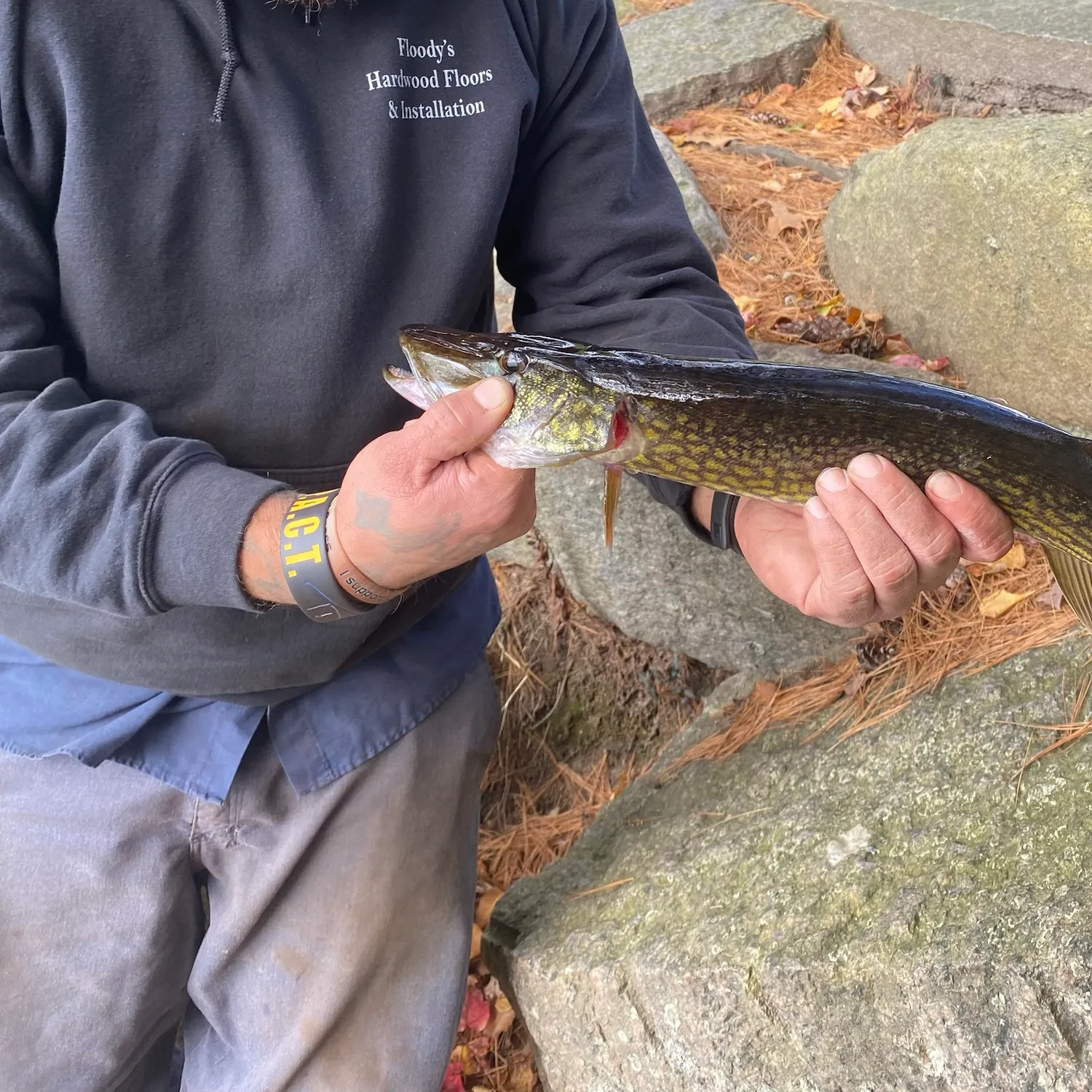 Chain pickerel caught on Fishbrain
