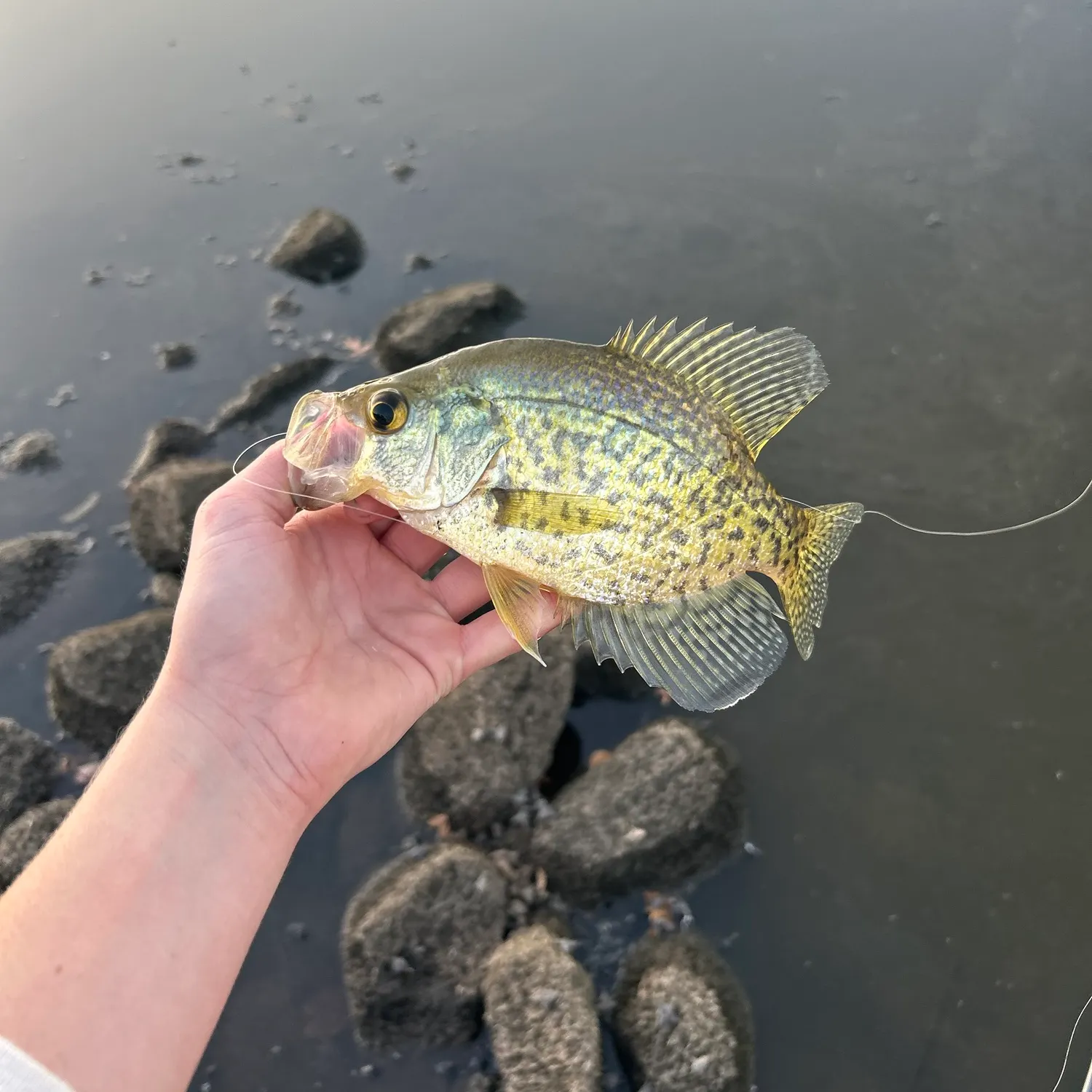 The most recent Black crappie catches on Fishbrain