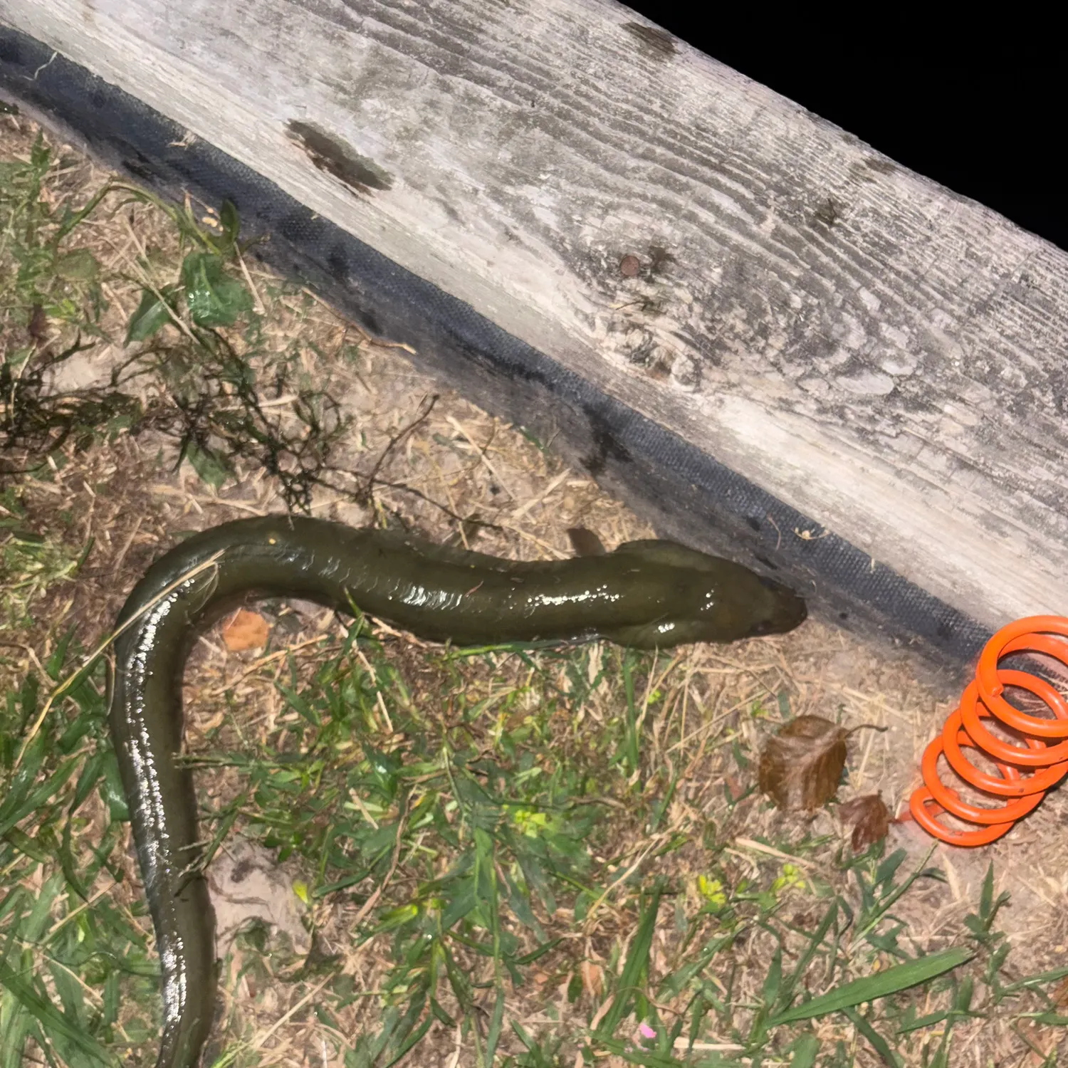 American eel caught on Fishbrain