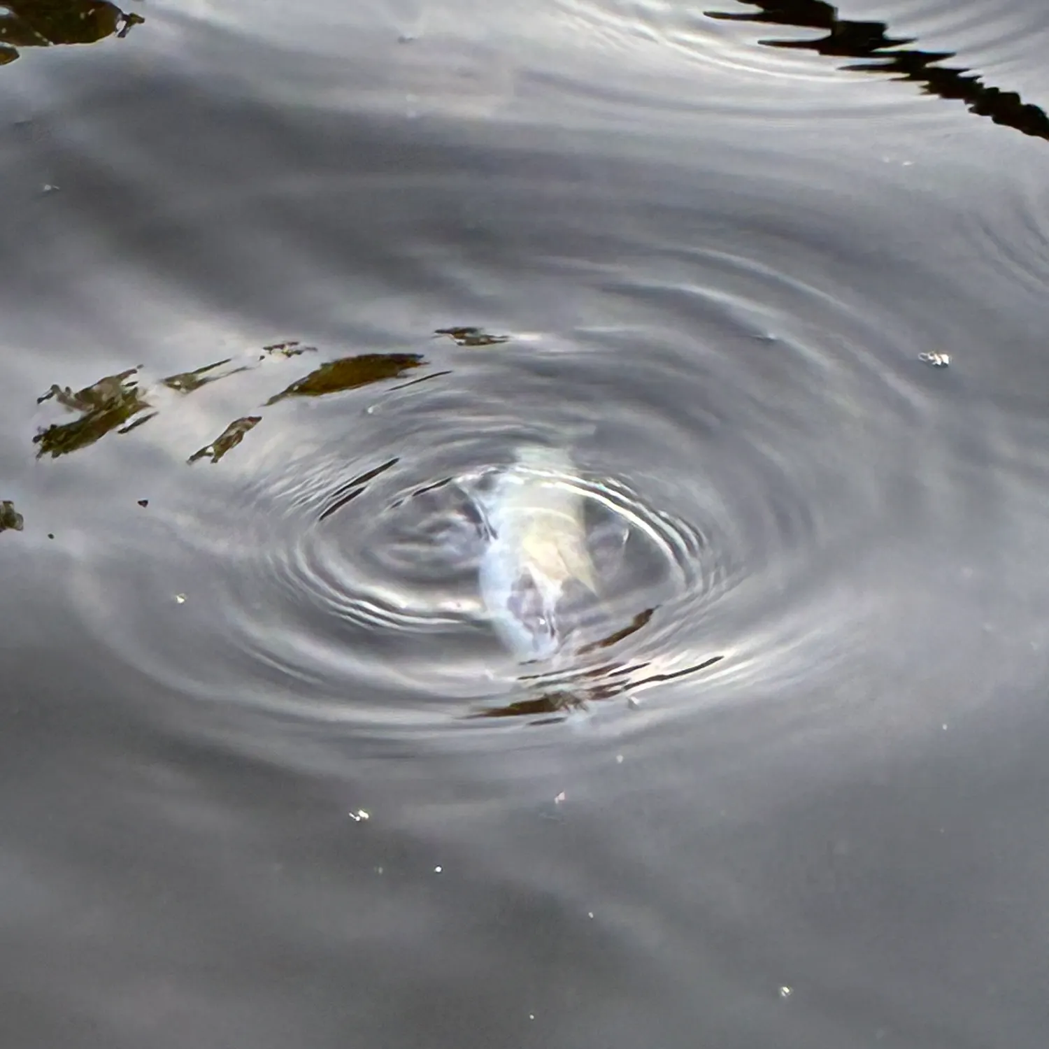 Channel catfish caught on Fishbrain