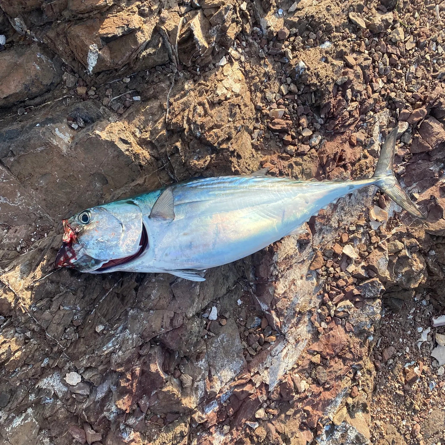 The most recent Frigate tuna catches on Fishbrain