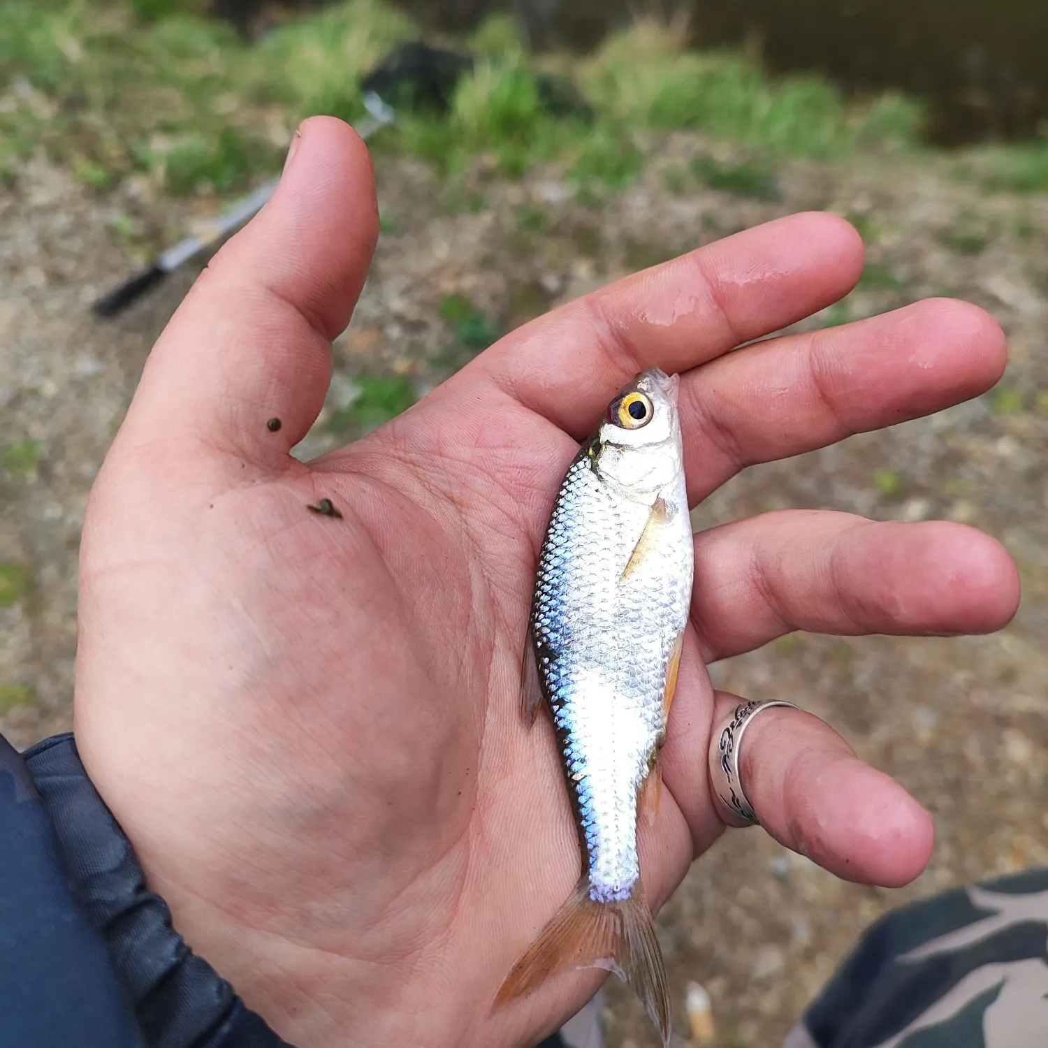 The most recent Common roach catches on Fishbrain