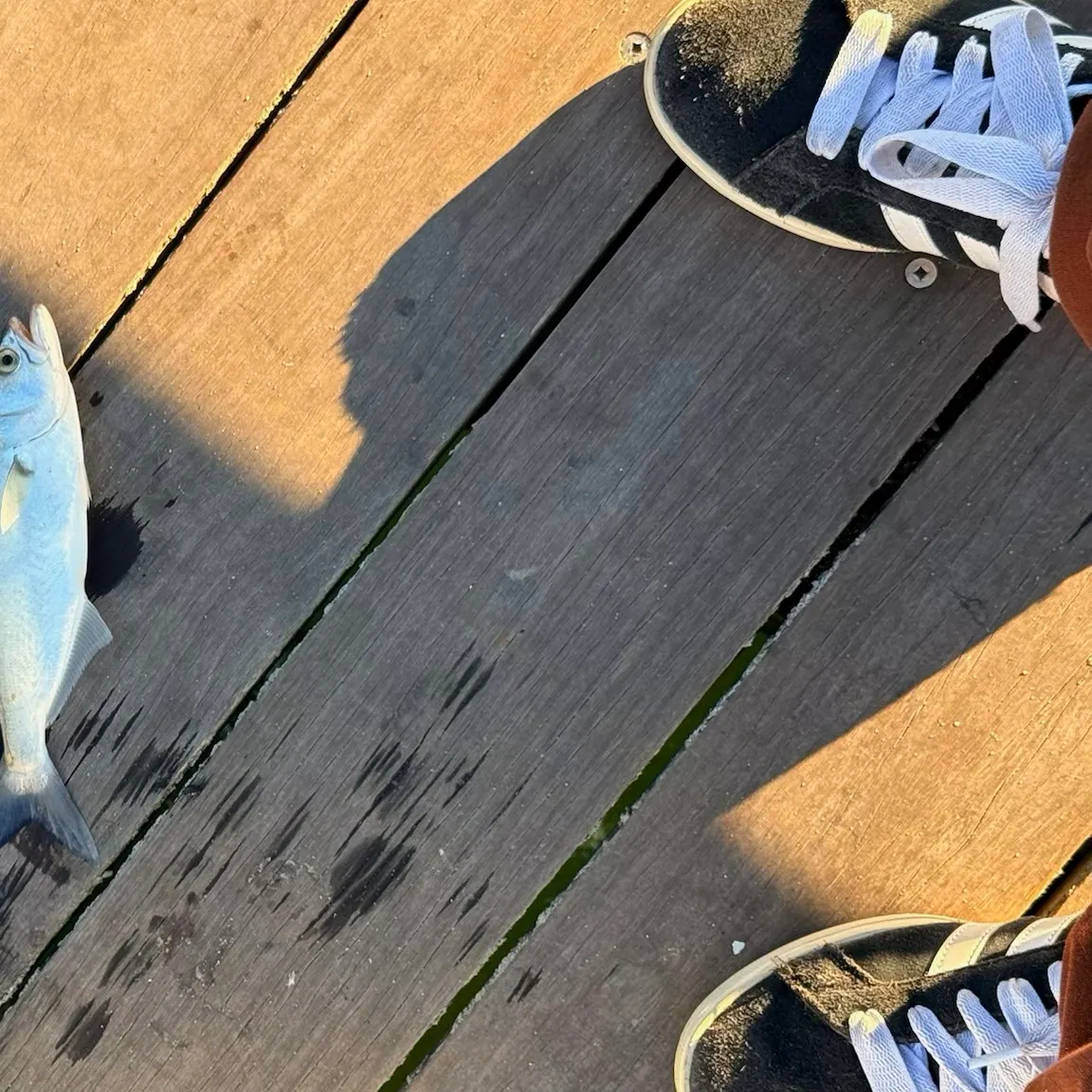Bluefish caught on Fishbrain