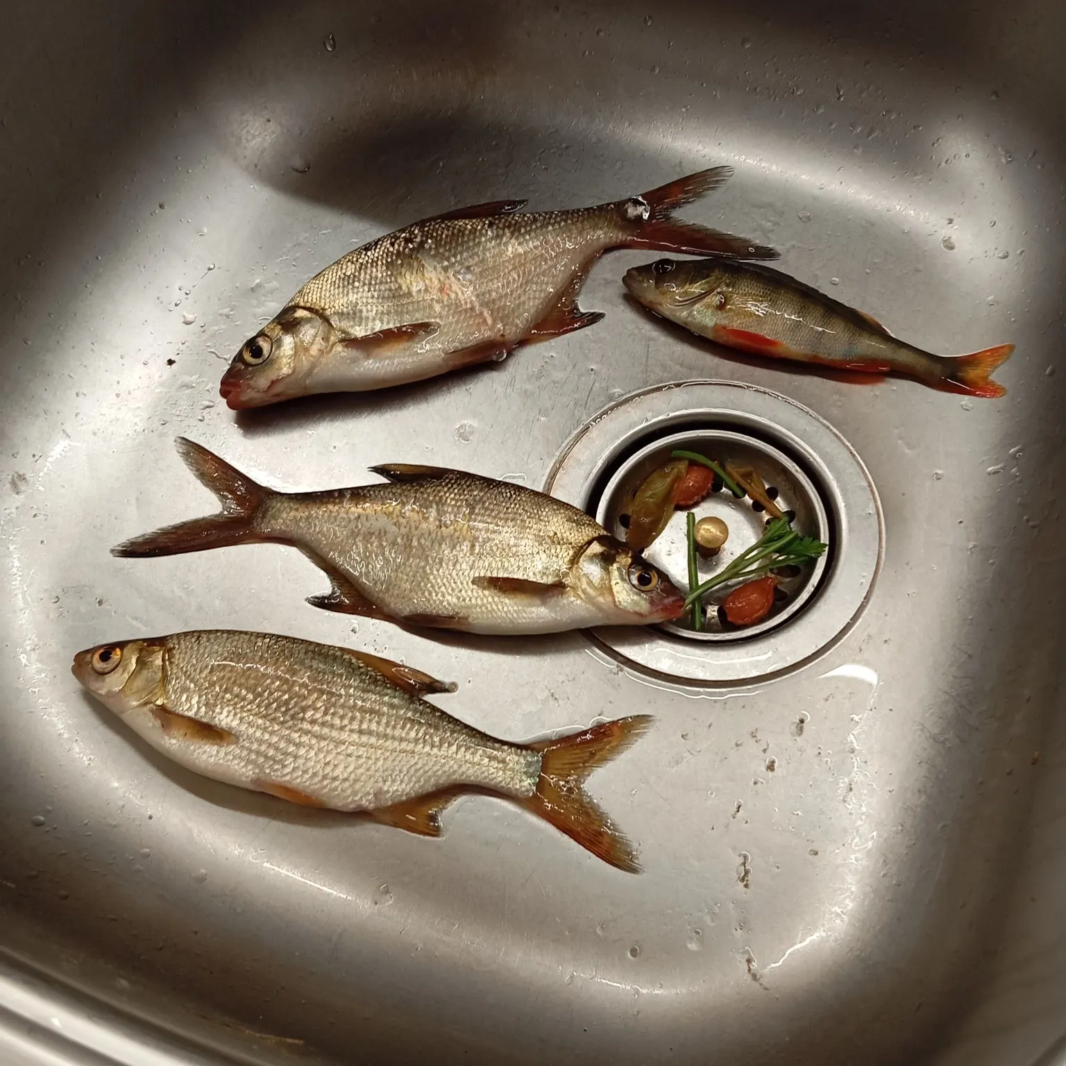 Northern pike caught on Fishbrain