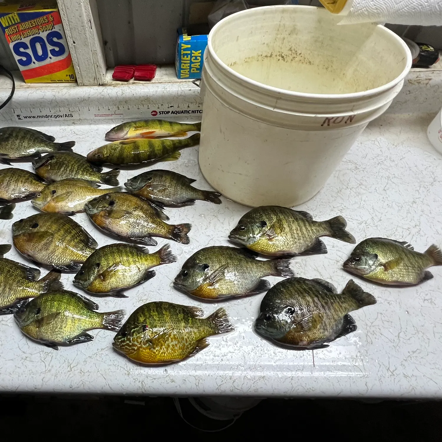 recently logged catches