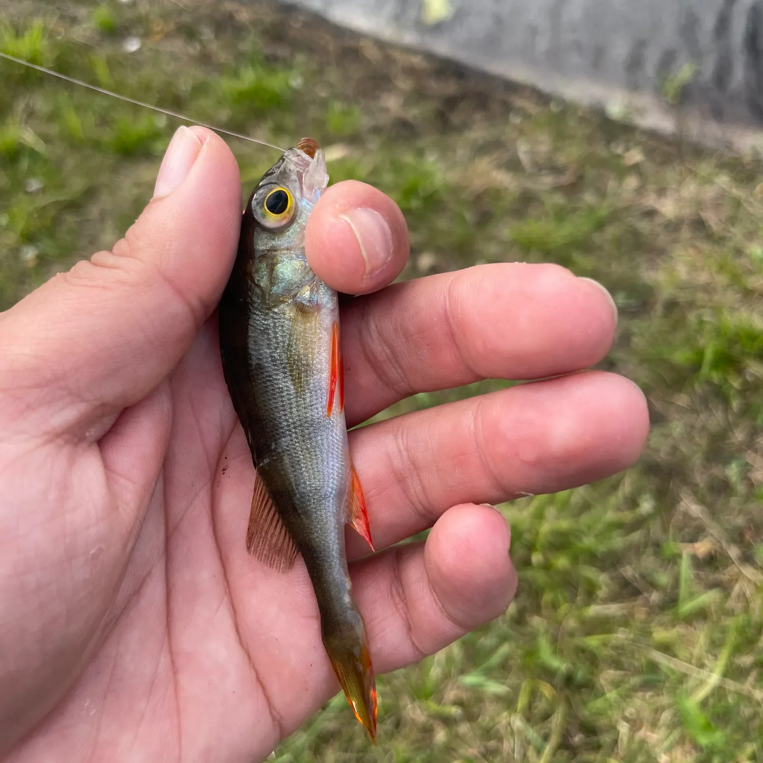European perch caught on Fishbrain