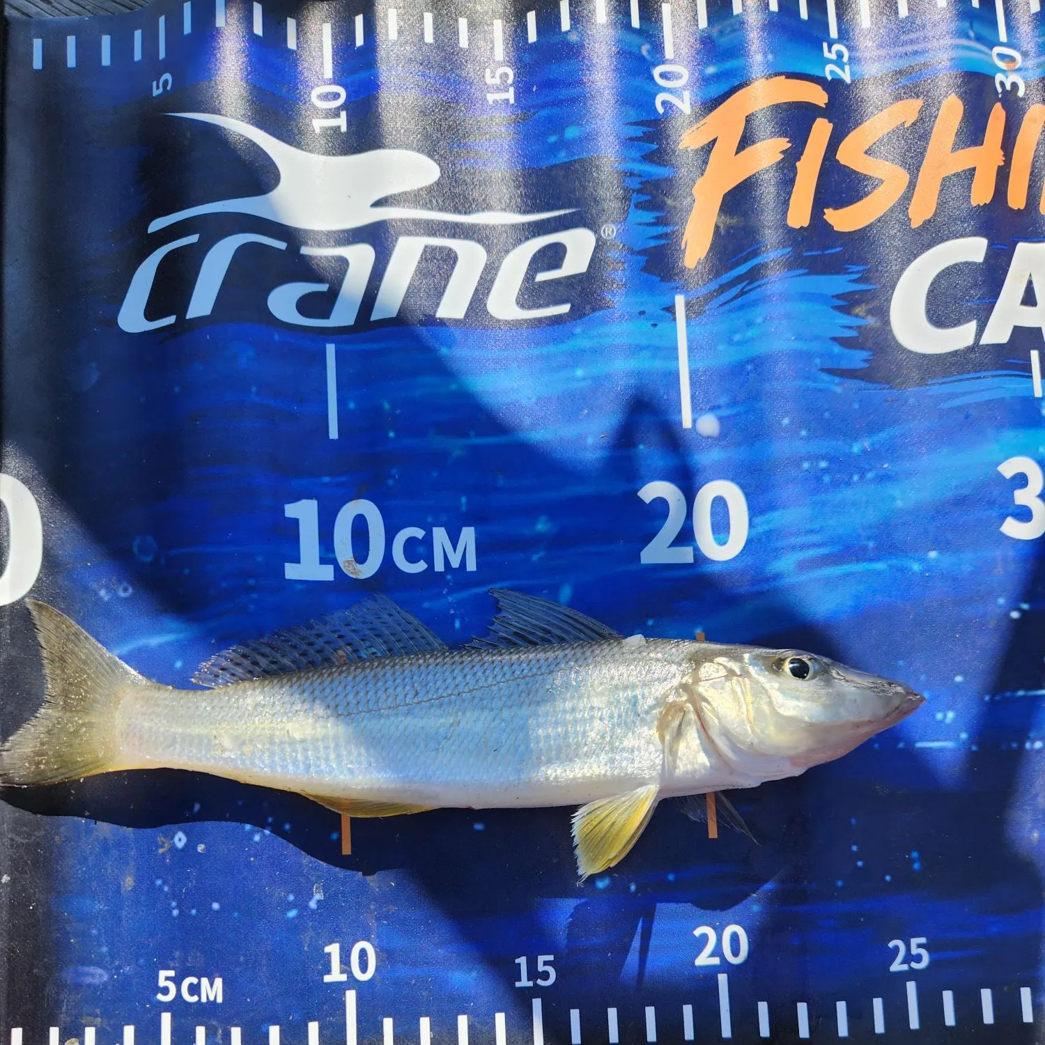The most recent Sand sillago catches on Fishbrain