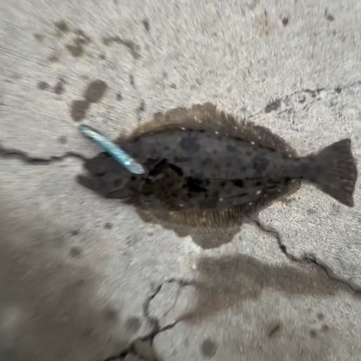 The most recent California halibut catches on Fishbrain