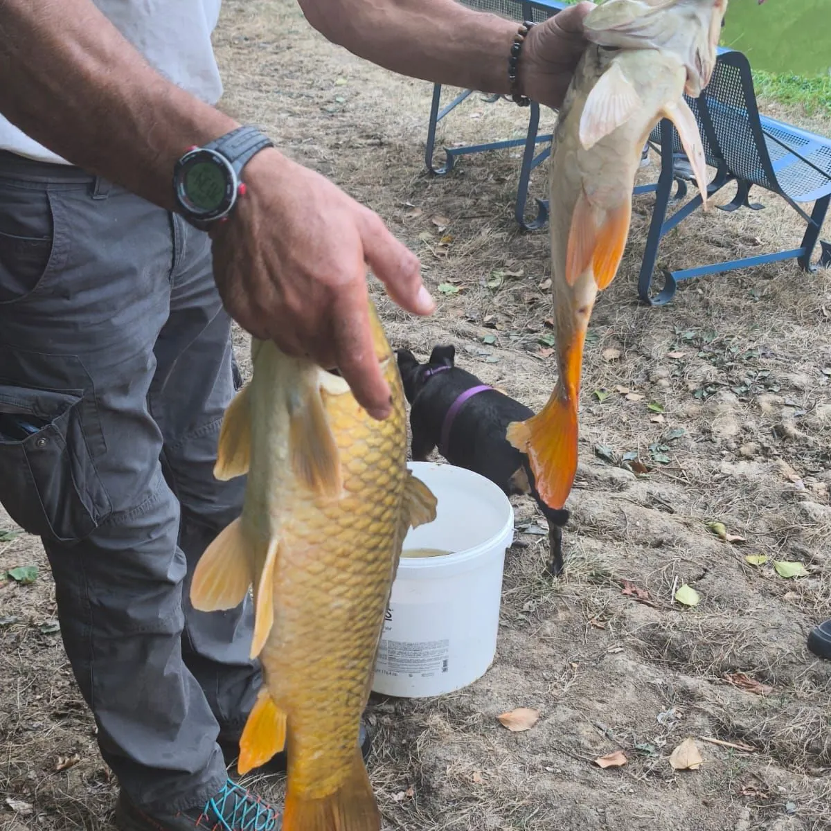 Common carp caught on Fishbrain