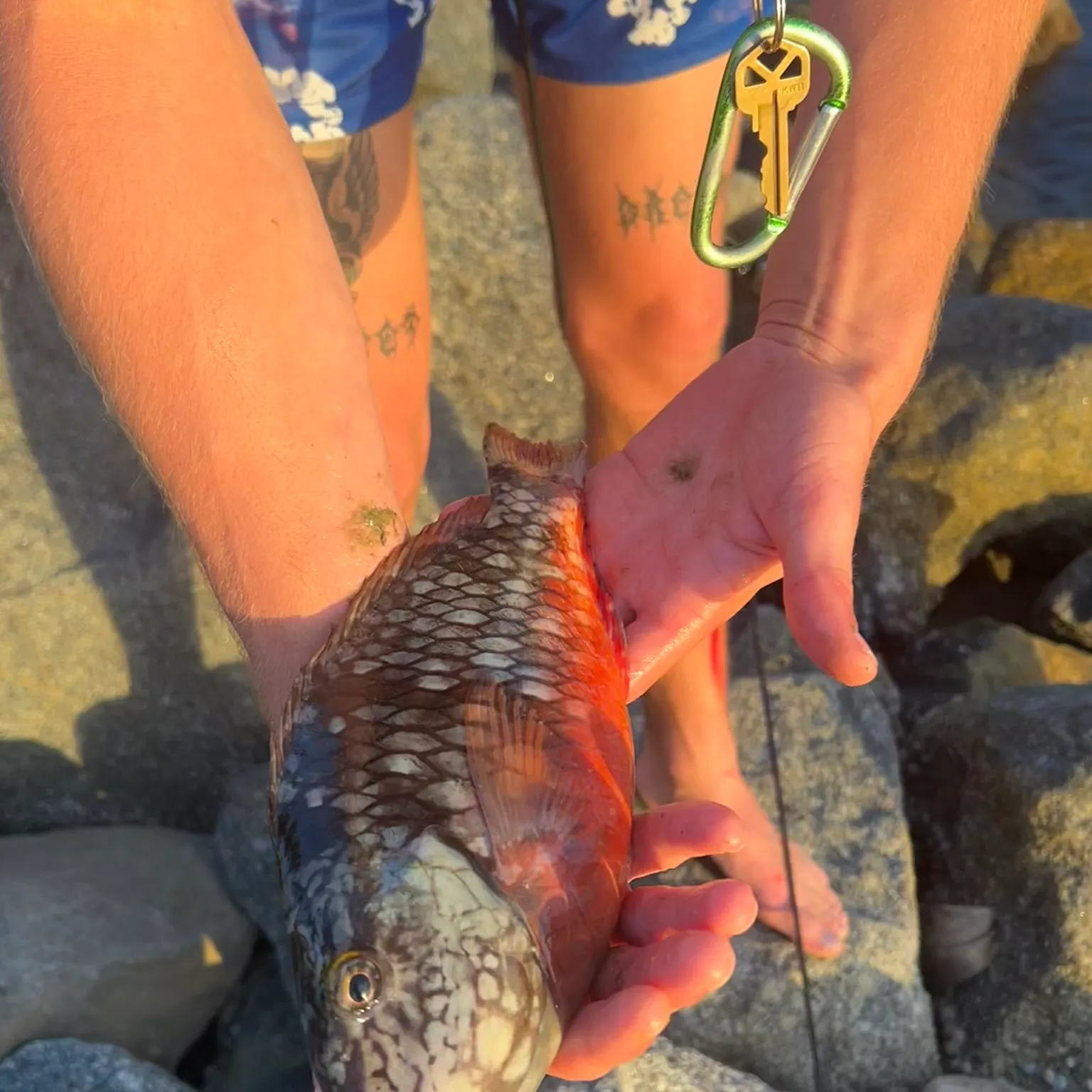 The most recent Stoplight parrotfish catches on Fishbrain