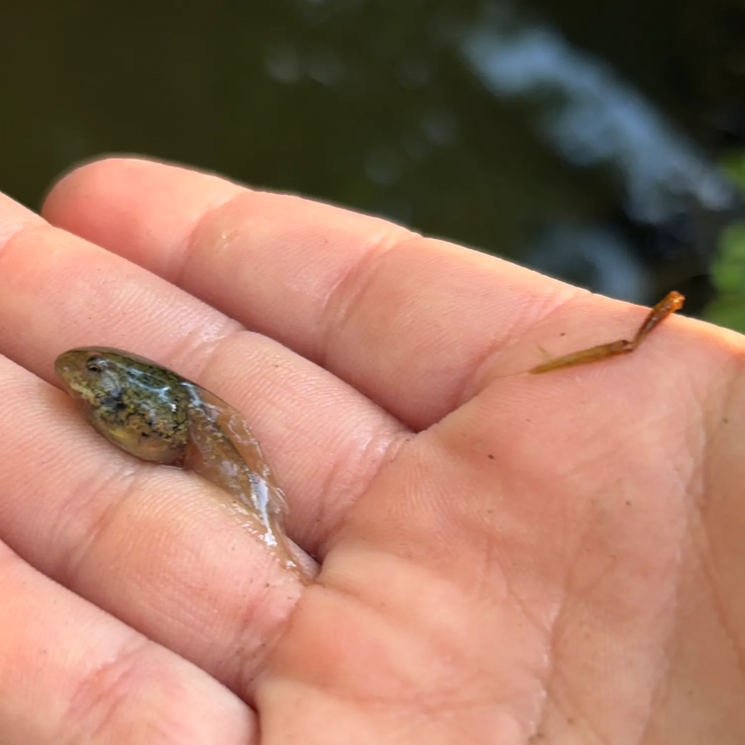 The most recent Tadpole whiptail catches on Fishbrain
