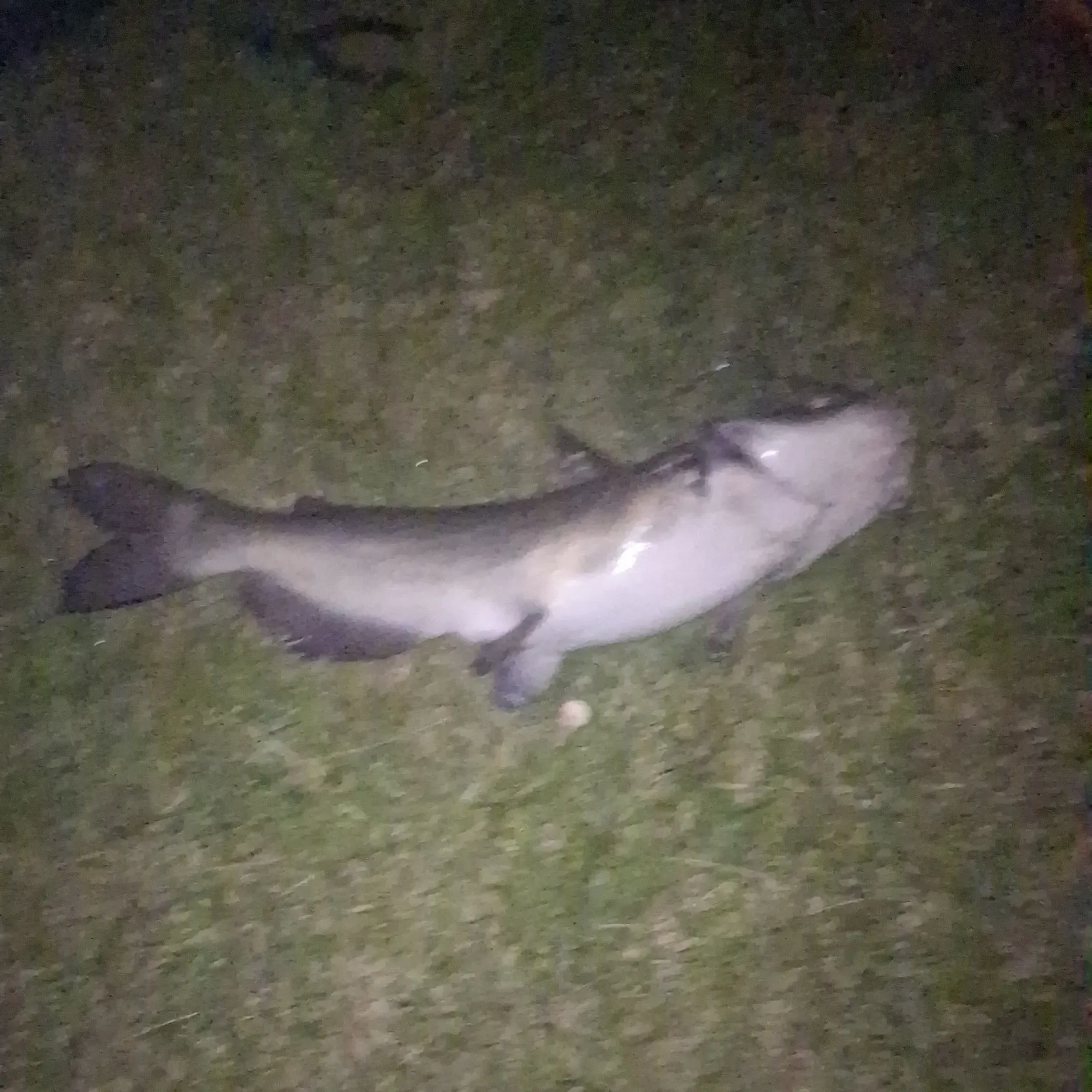 Channel catfish caught on Fishbrain