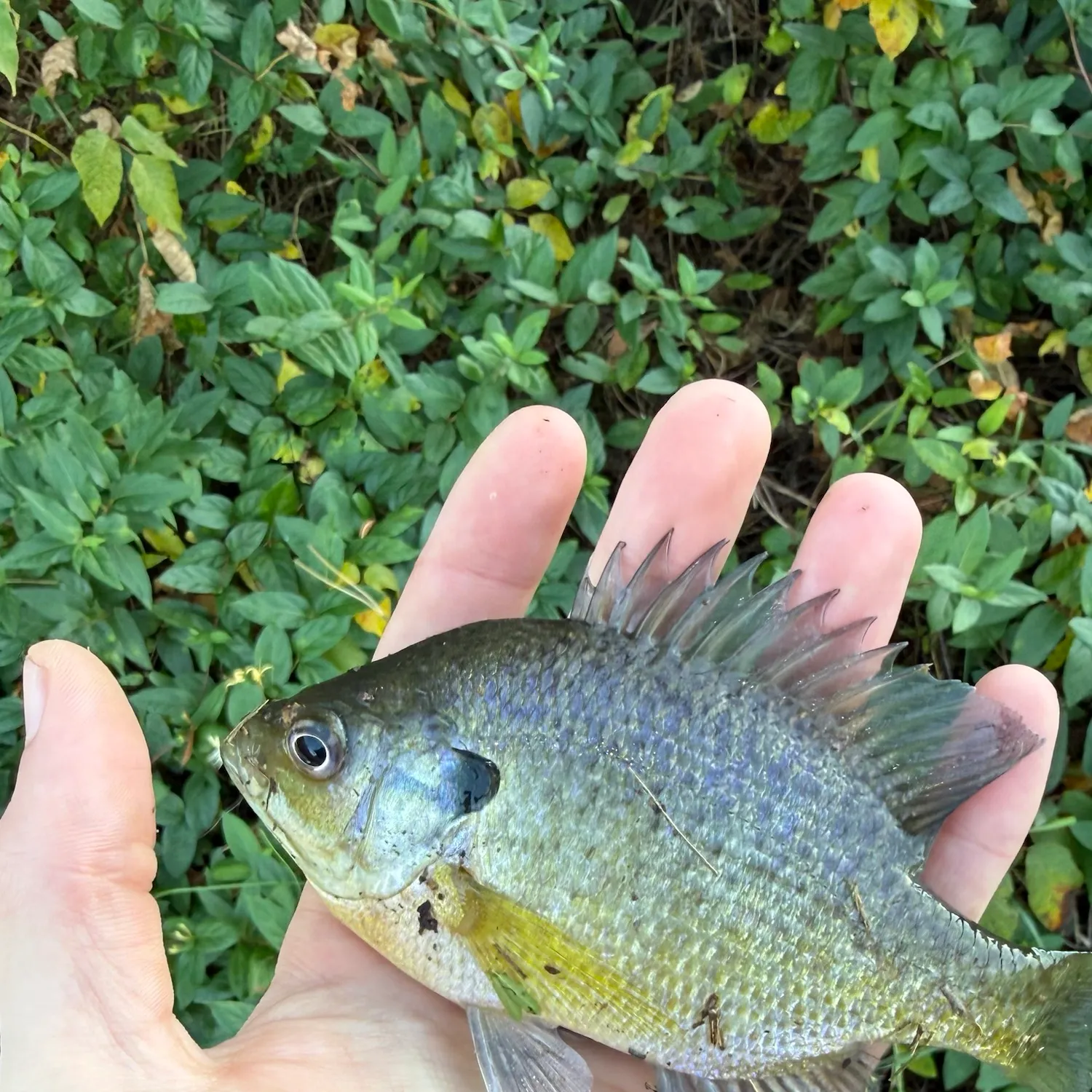 Bluegill caught on Fishbrain
