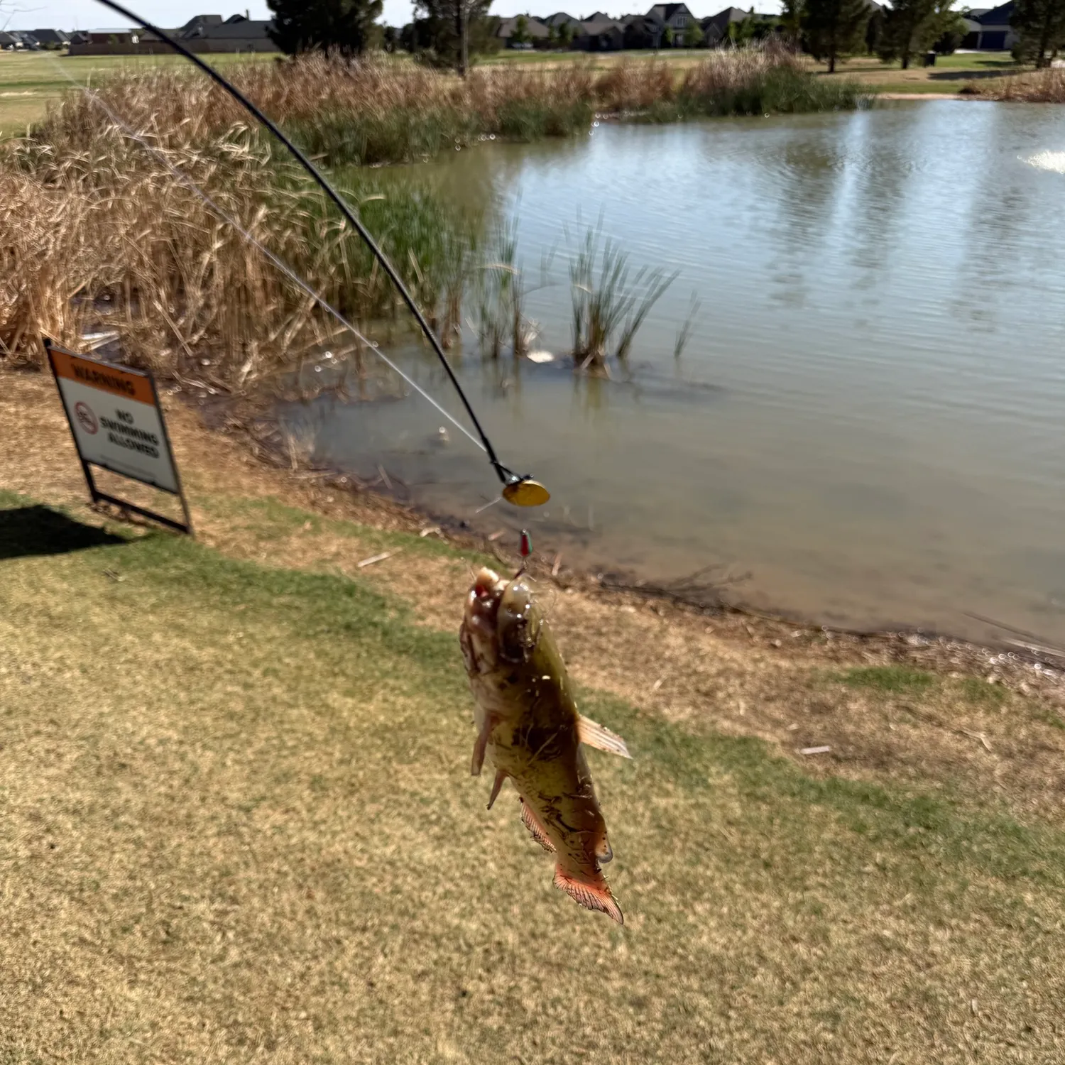 The most recent Yellow bullhead catches on Fishbrain