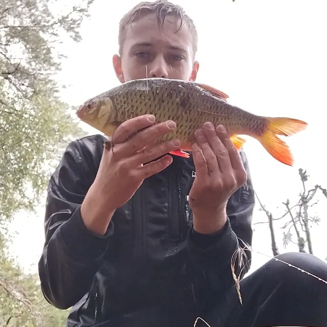 The most recent Common rudd catches on Fishbrain