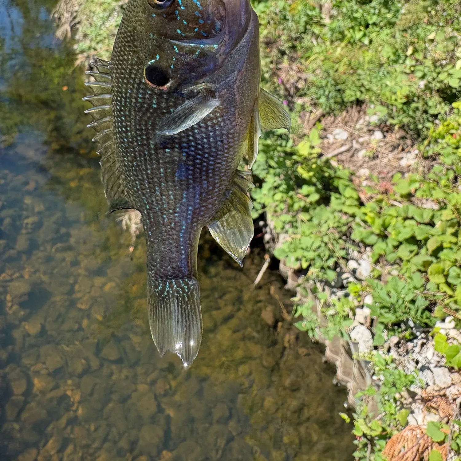 Green sunfish caught on Fishbrain