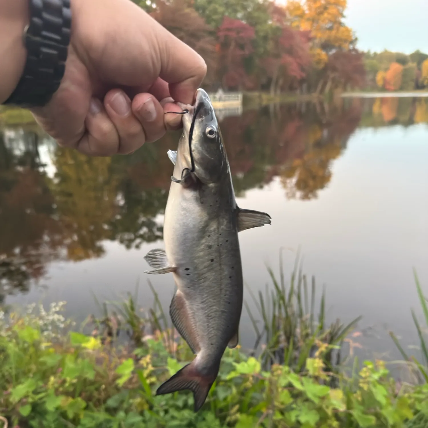 Channel catfish caught on Fishbrain