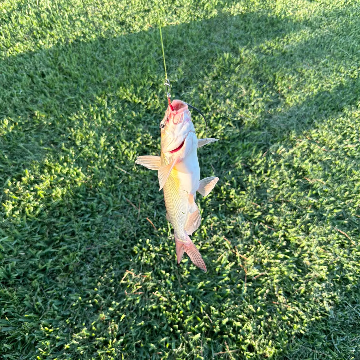 Channel catfish caught on Fishbrain