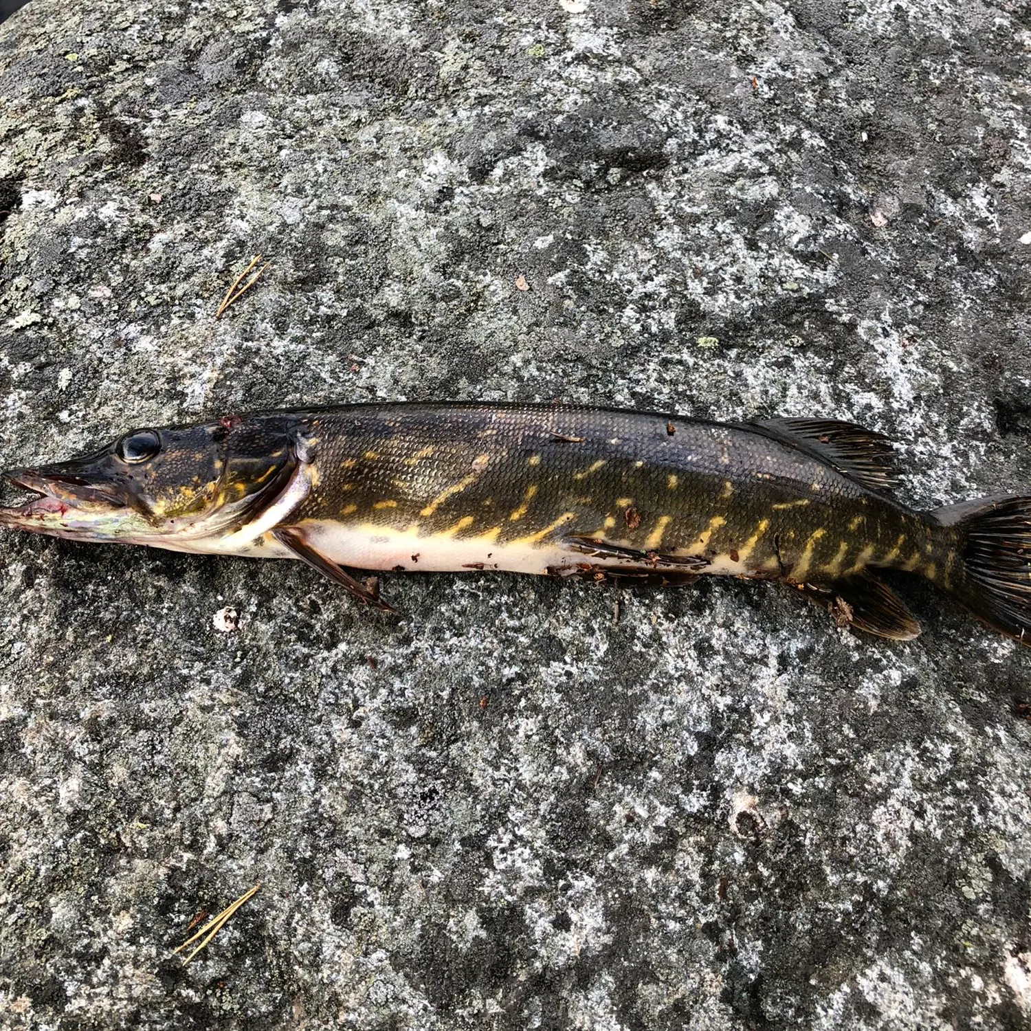 recently logged catches