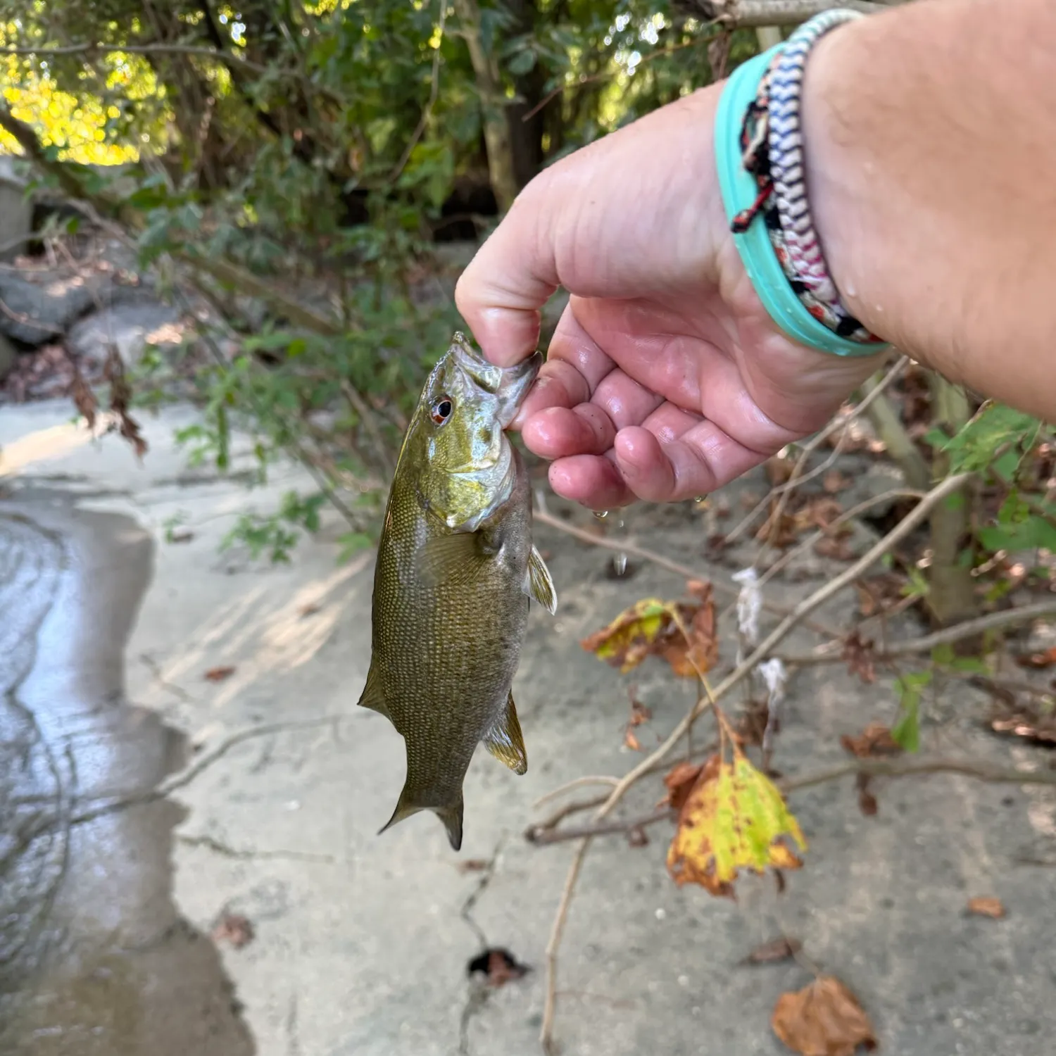 Smallmouth bass caught on Fishbrain