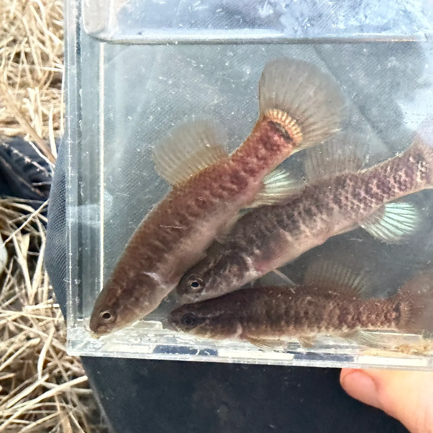 The most recent Central mudminnow catches on Fishbrain