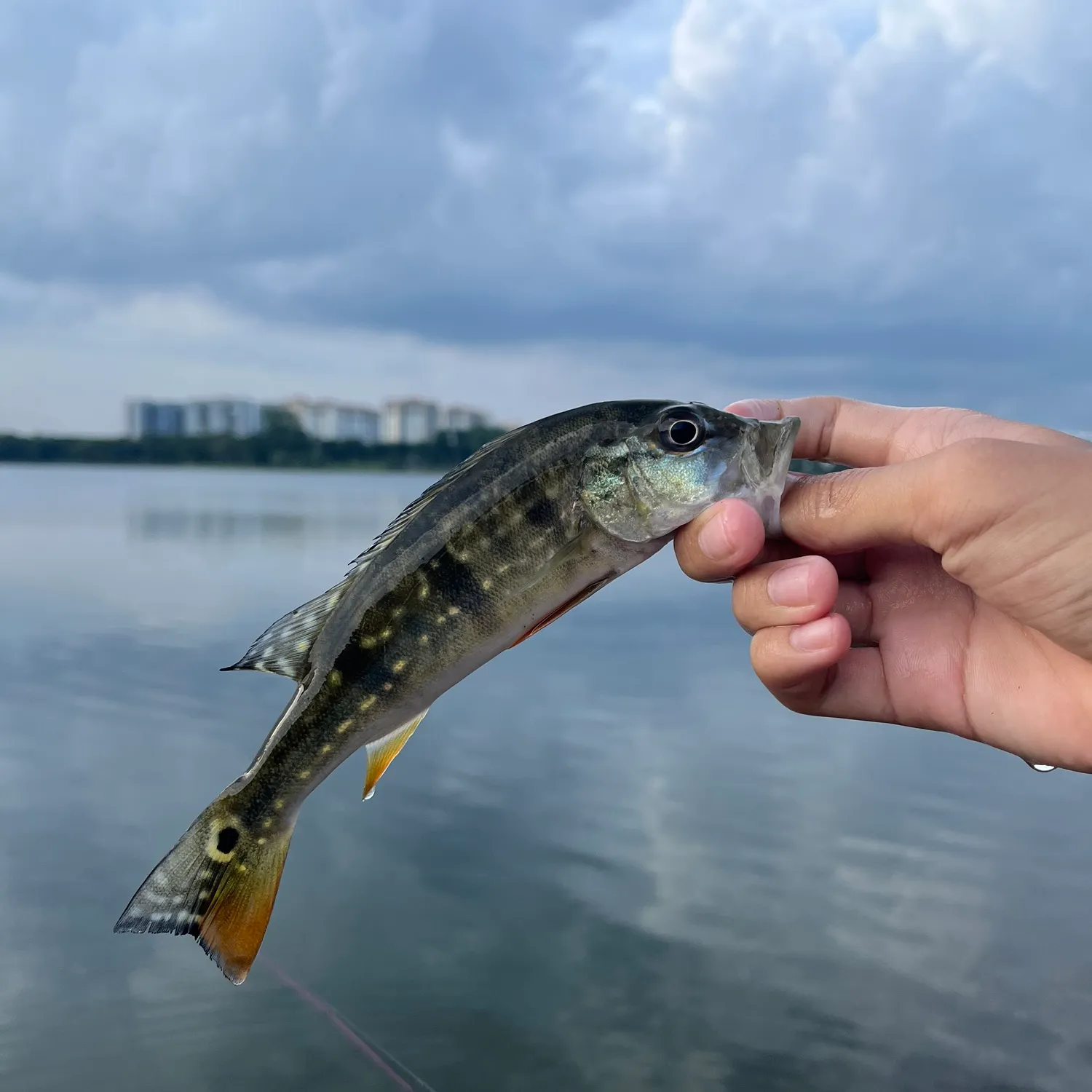 The most recent Speckled peacock bass catches on Fishbrain