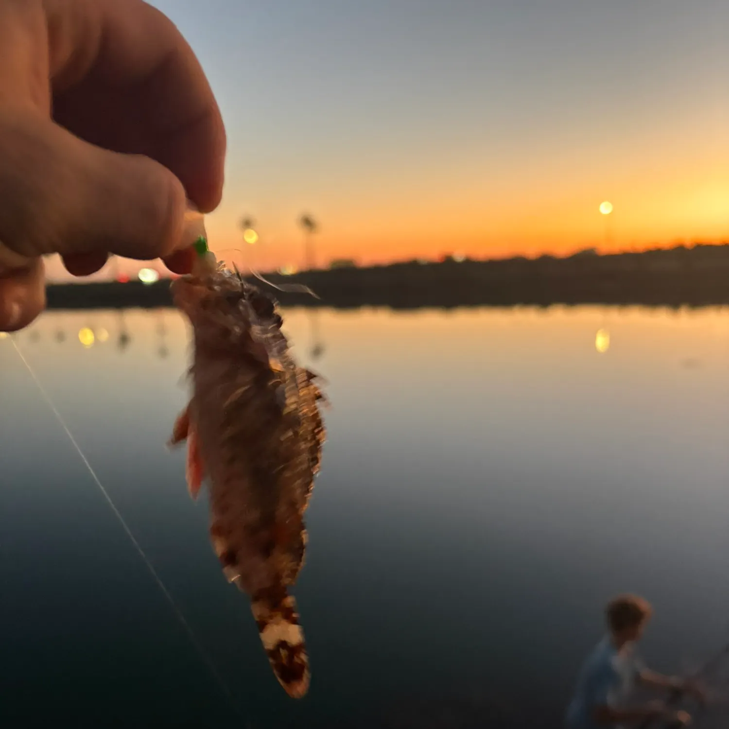 The most recent California scorpionfish catches on Fishbrain