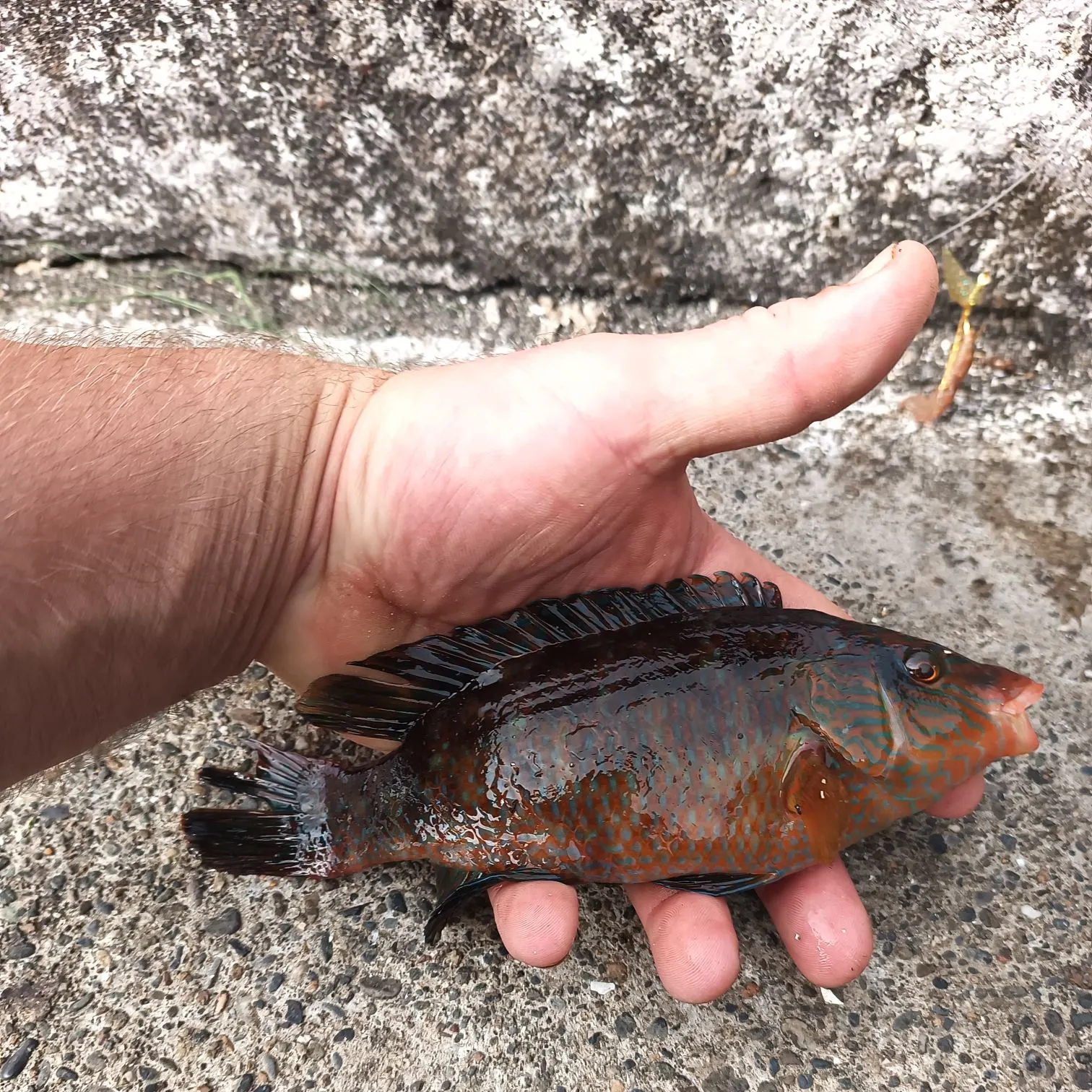 angler catch