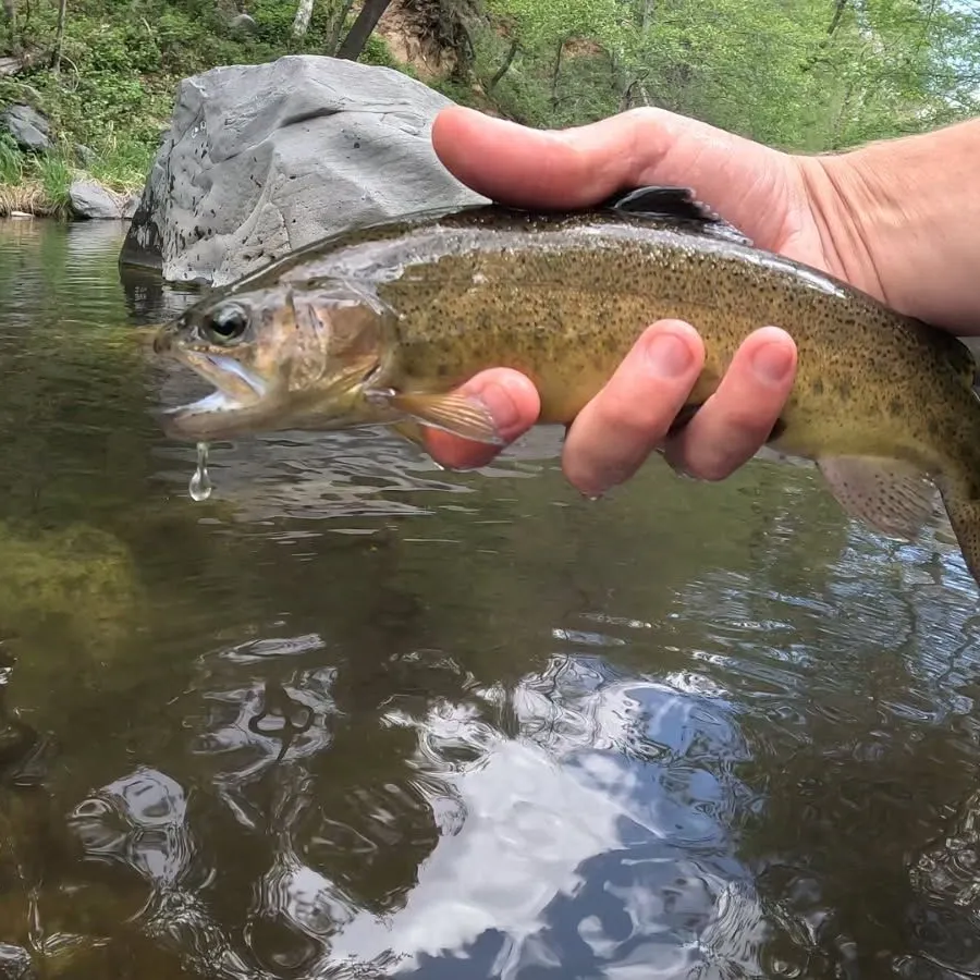 The most popular recent Gila trout catch on Fishbrain