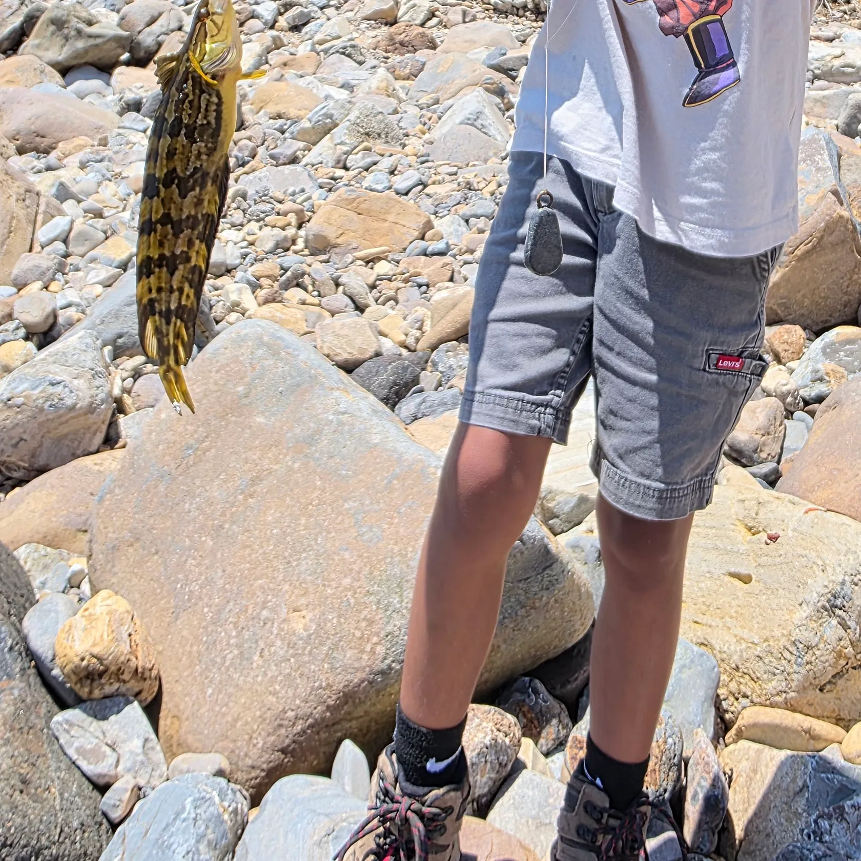 The most recent Spotted kelpfish catches on Fishbrain