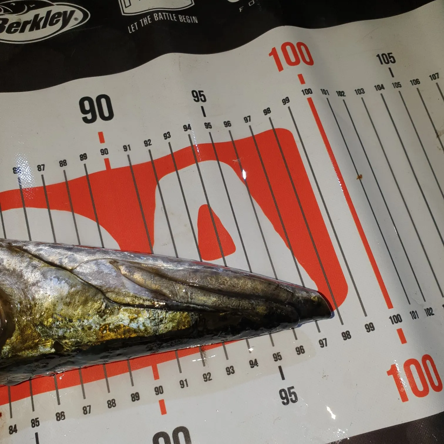 Australian barracuda caught on Fishbrain