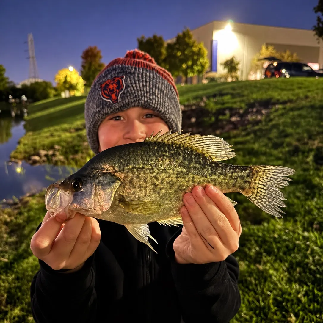 Black crappie caught on Fishbrain