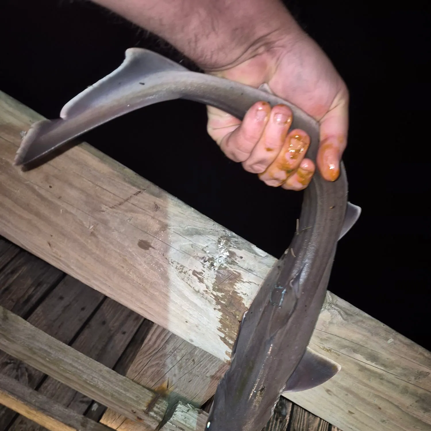 Dusky smooth-hound caught on Fishbrain