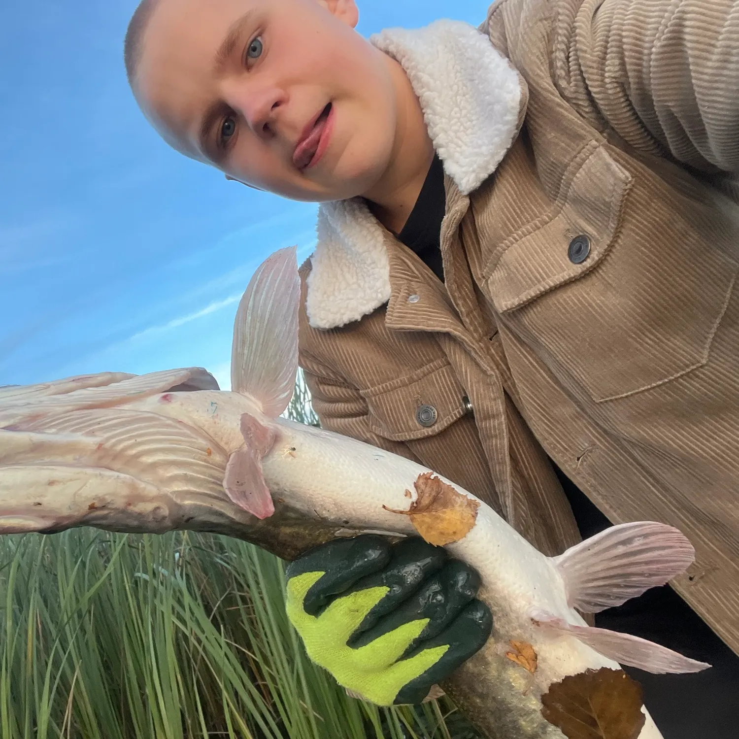 Northern pike caught on Fishbrain