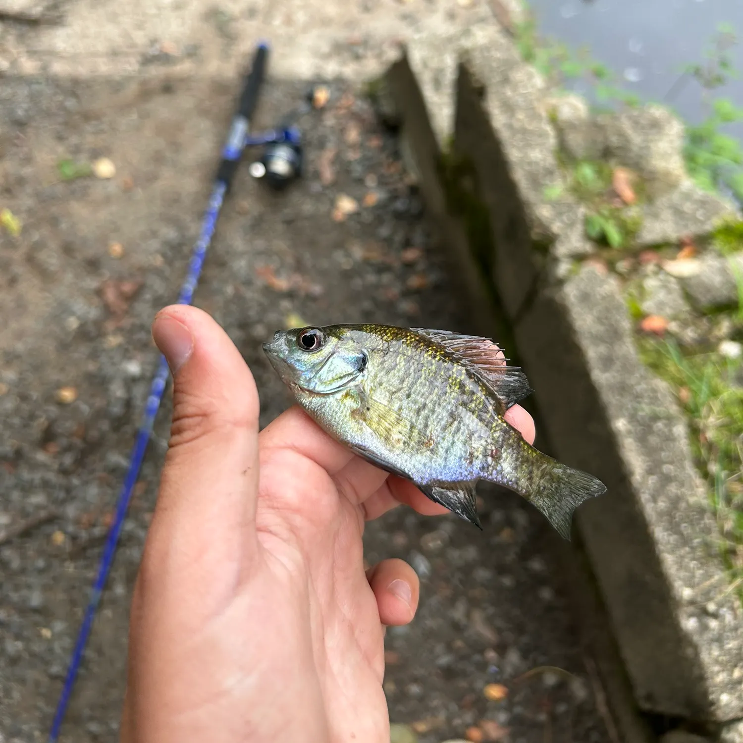 Bluegill caught on Fishbrain