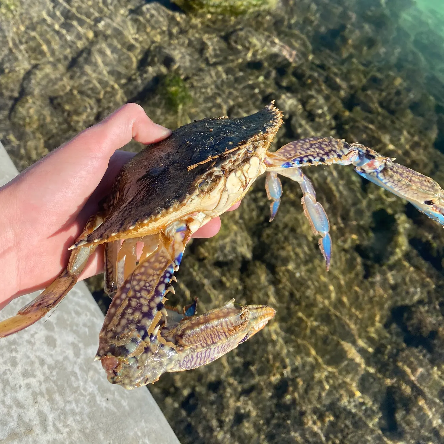Blue swimmer crab caught on Fishbrain