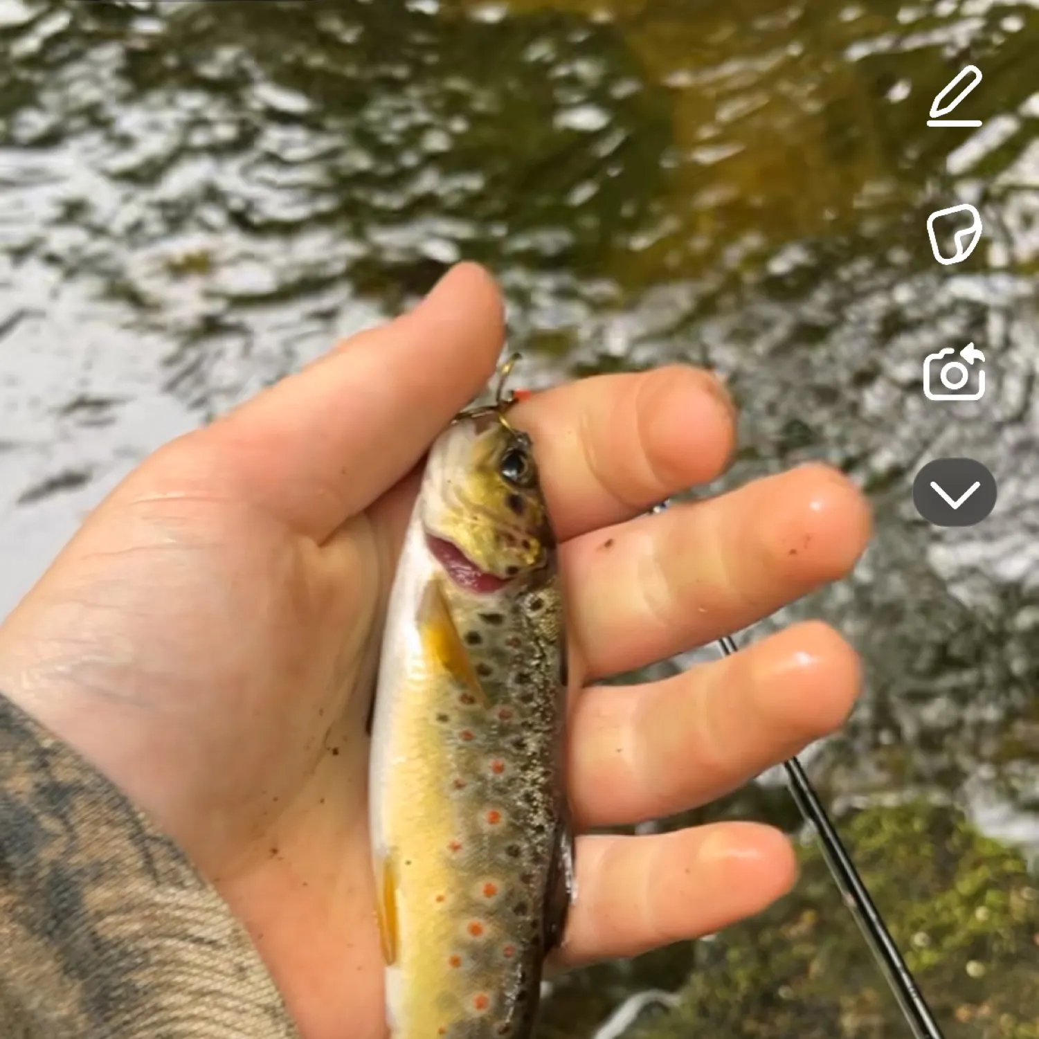 recently logged catches