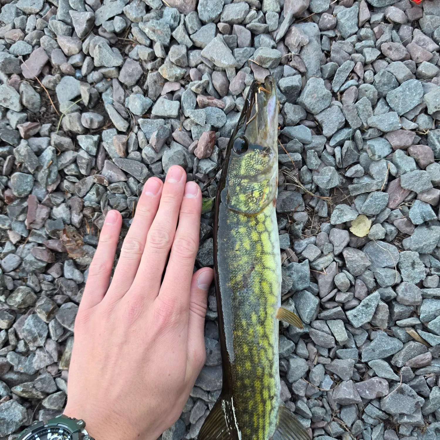 Chain pickerel caught on Fishbrain