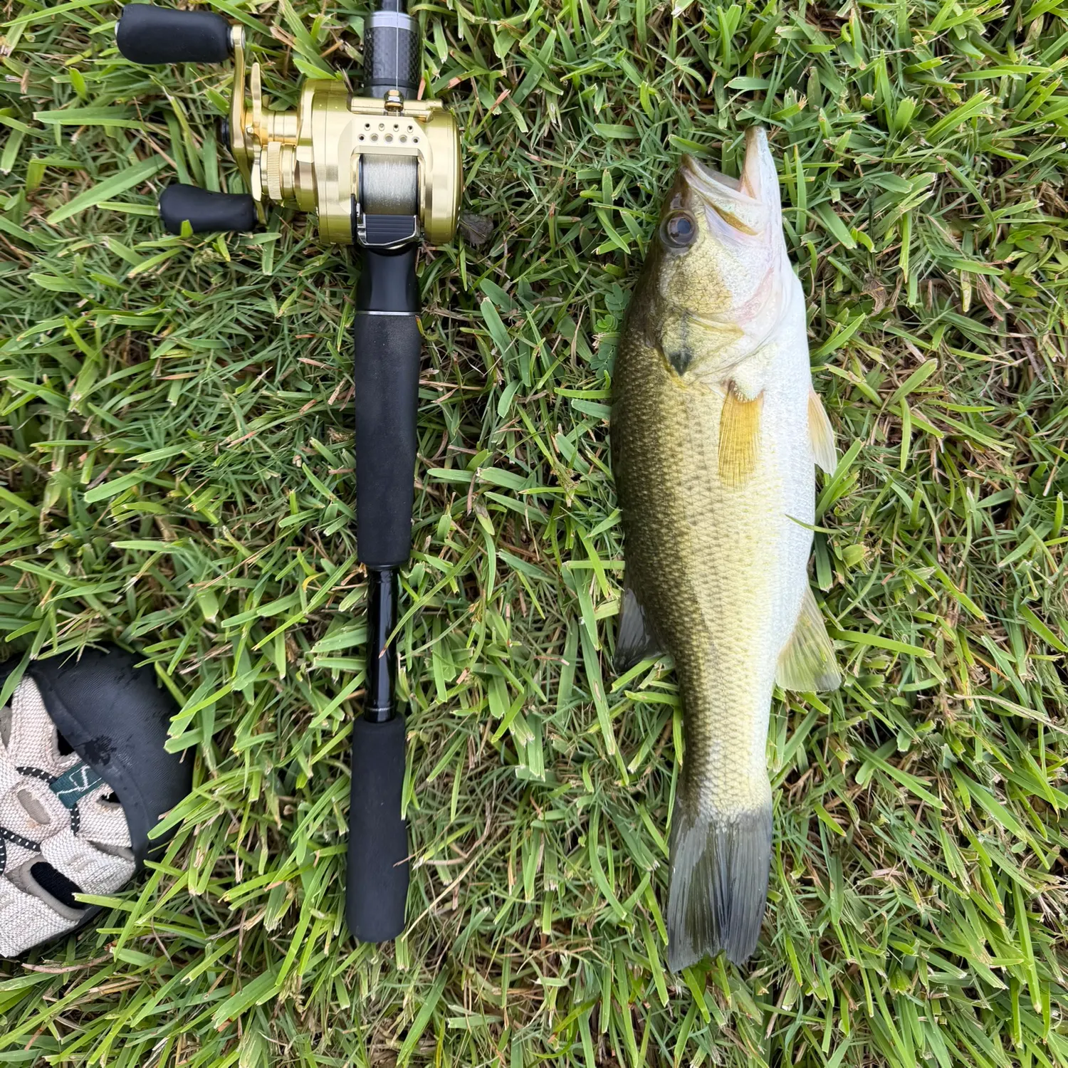 Largemouth bass caught on Fishbrain